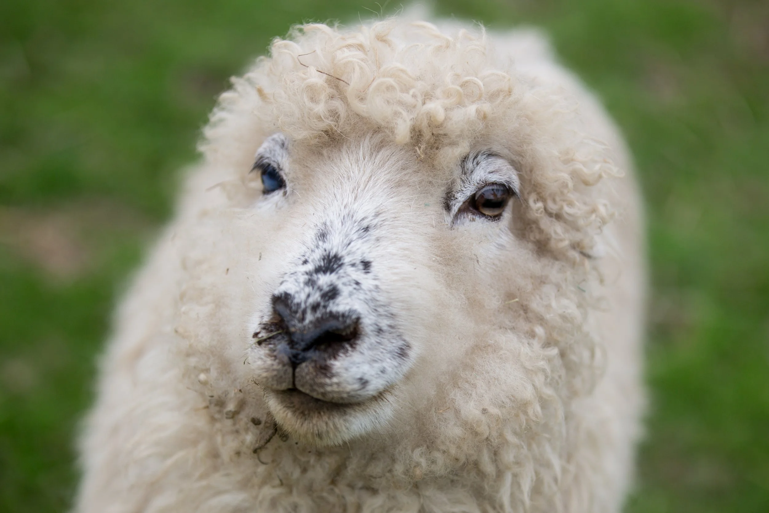 Dolly 4.jpg