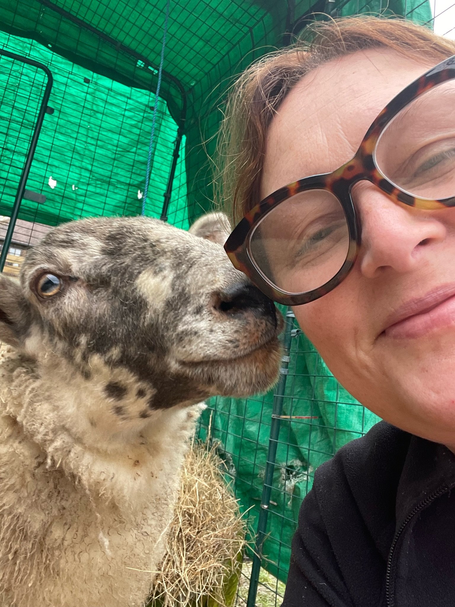 Person smiling with a sheep in a pen, green tarp background.