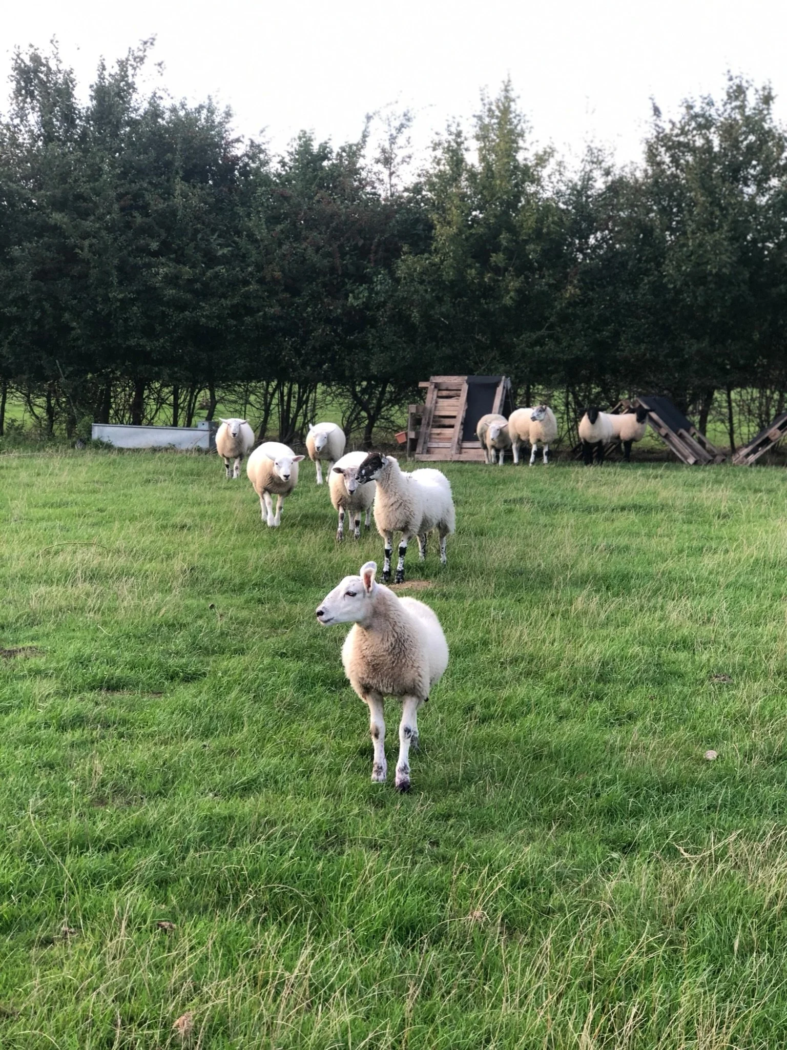 A group of sheep grazing in a green field with trees and wooden structures in the background.