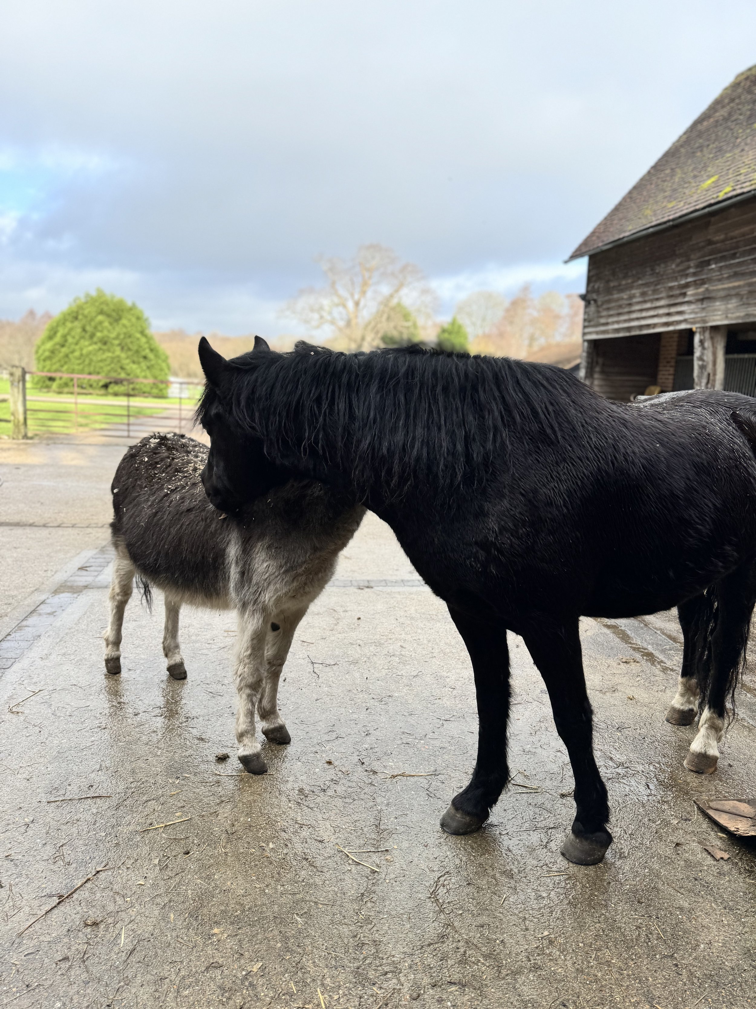 A black pony and a gray donkey standing on a concrete surface near a wooden barn, with trees and a fence in the background, under a cloudy sky.