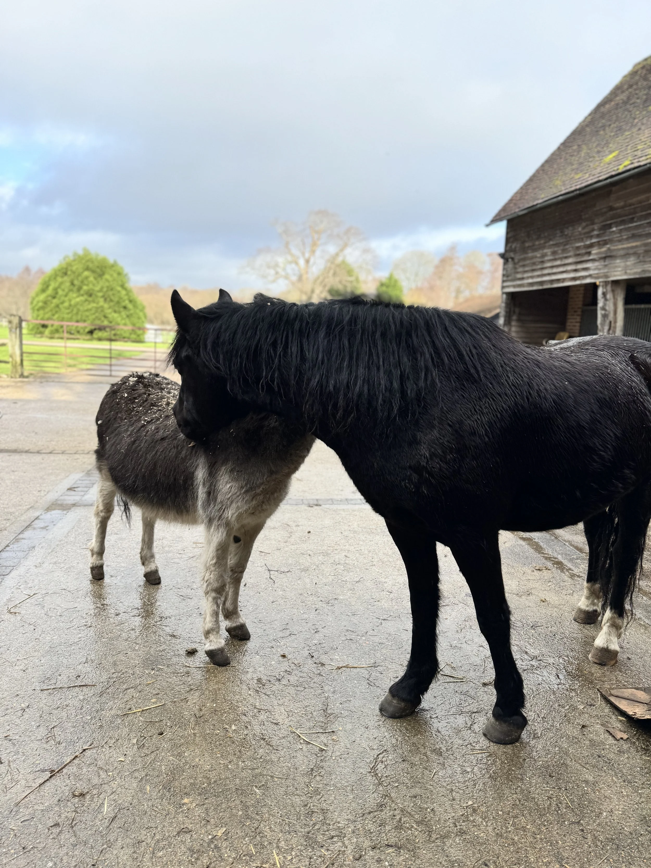 A black pony and a gray donkey standing on a concrete surface near a wooden barn, with trees and a fence in the background, under a cloudy sky.