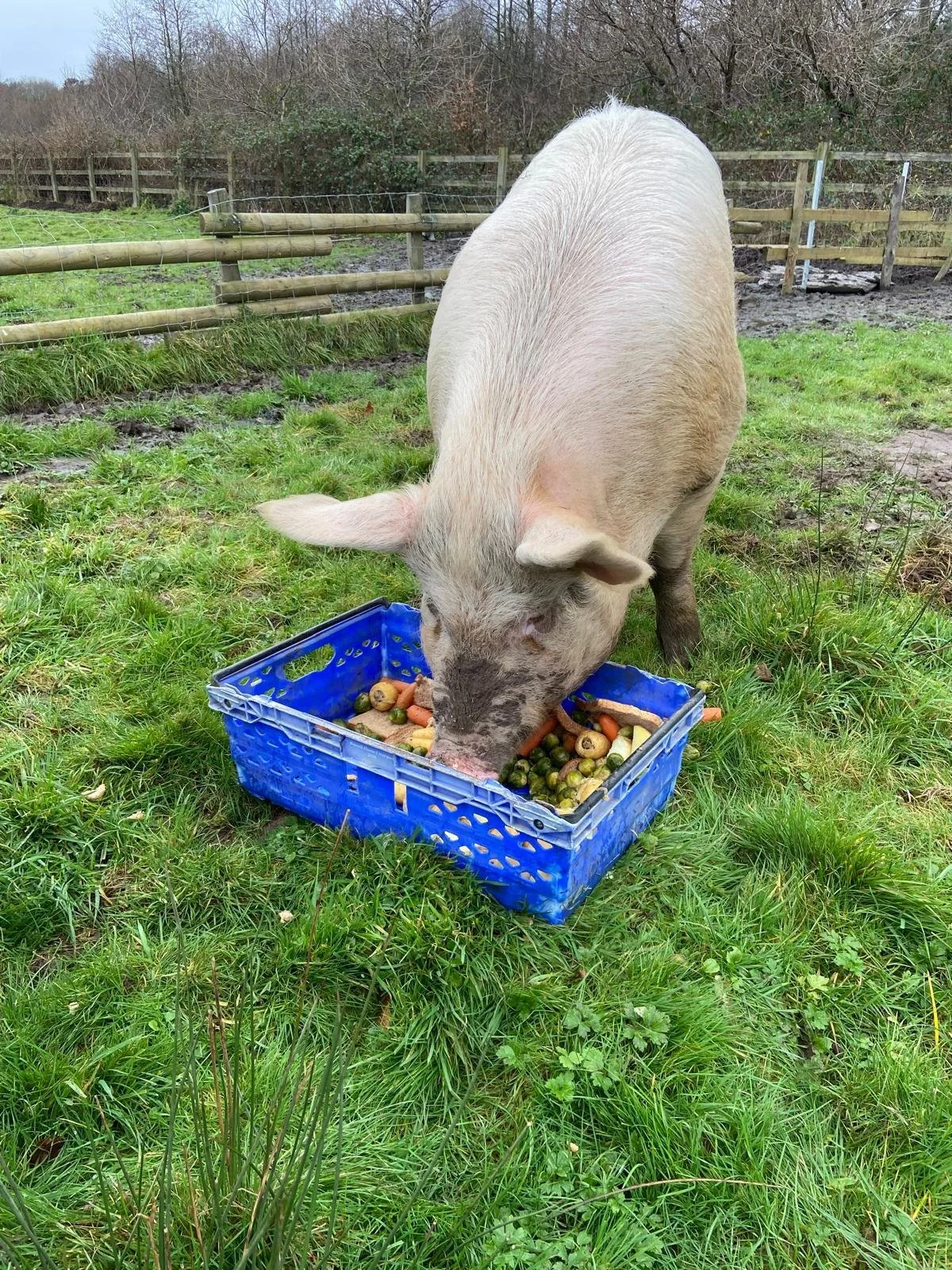 A pig eating fruits and vegetables from a blue crate in a field.