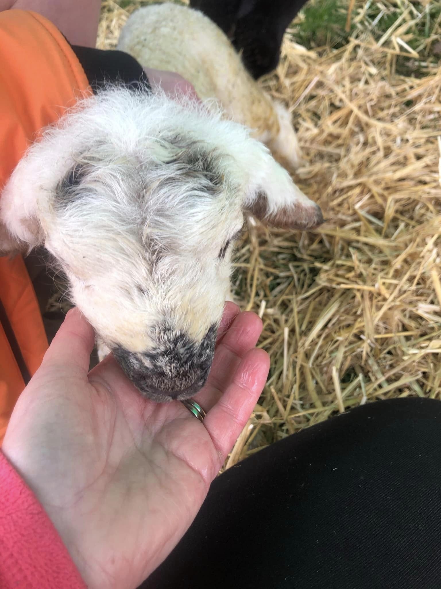 Person holding a lamb's head in their hand on straw