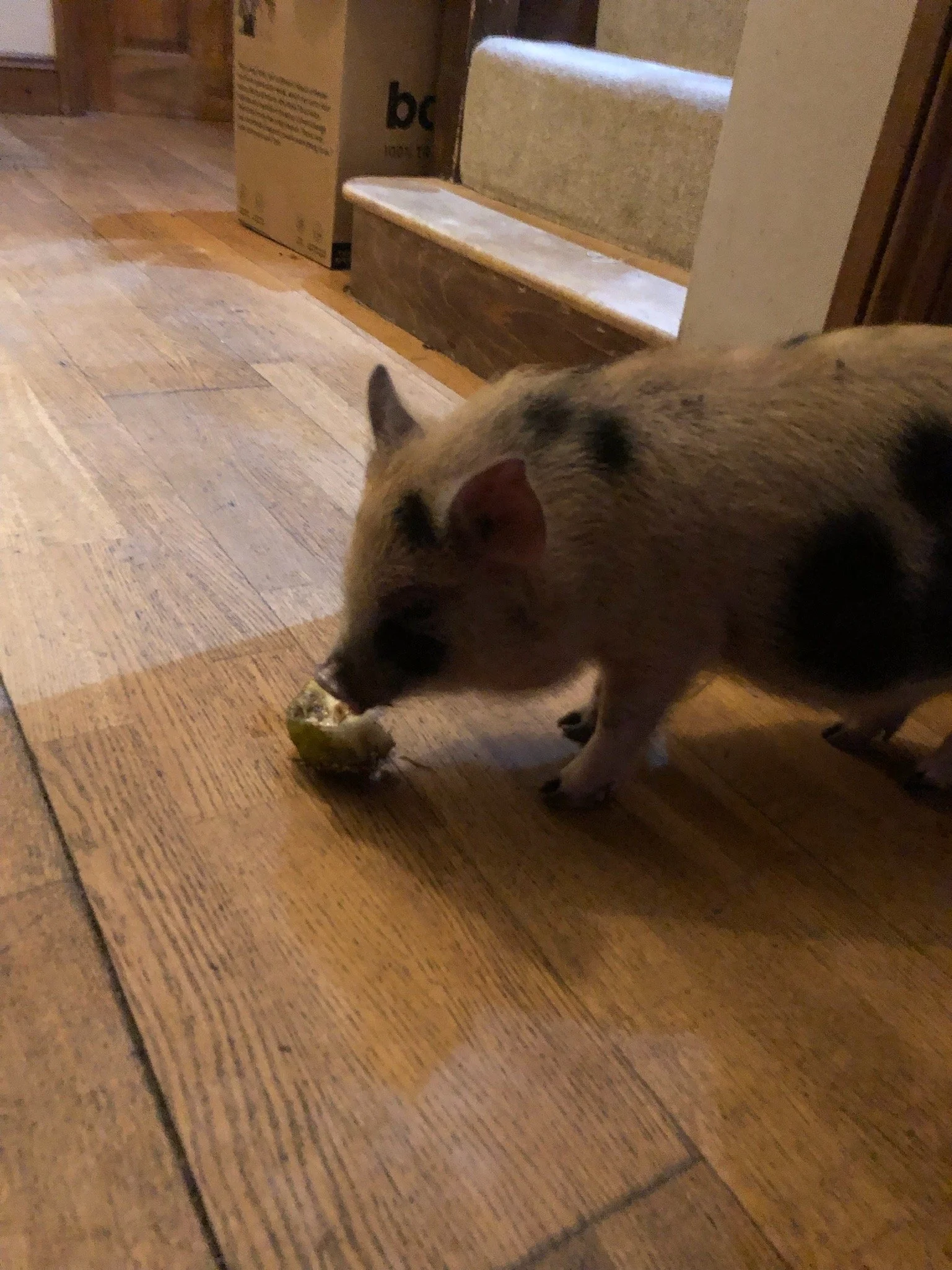 Indoor pig eating food on wooden floor
