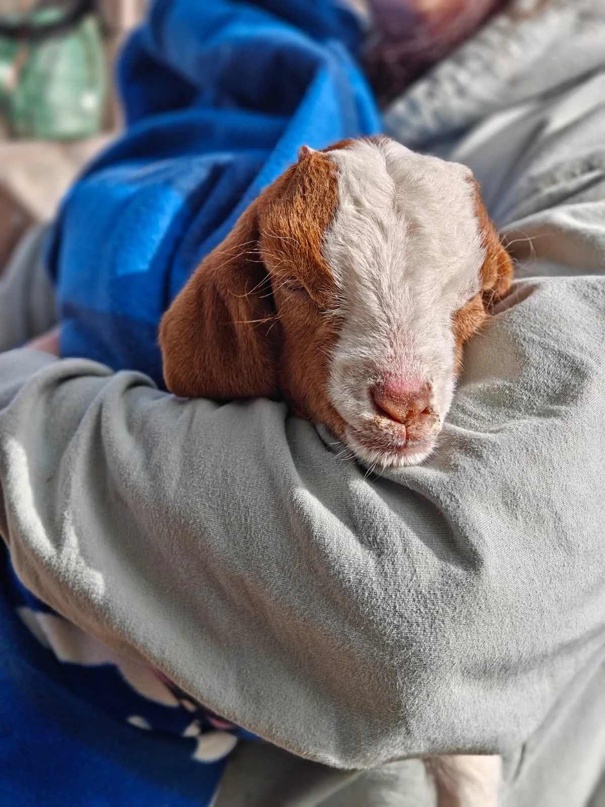 A cute brown and white puppy sleeping on a person's arm.