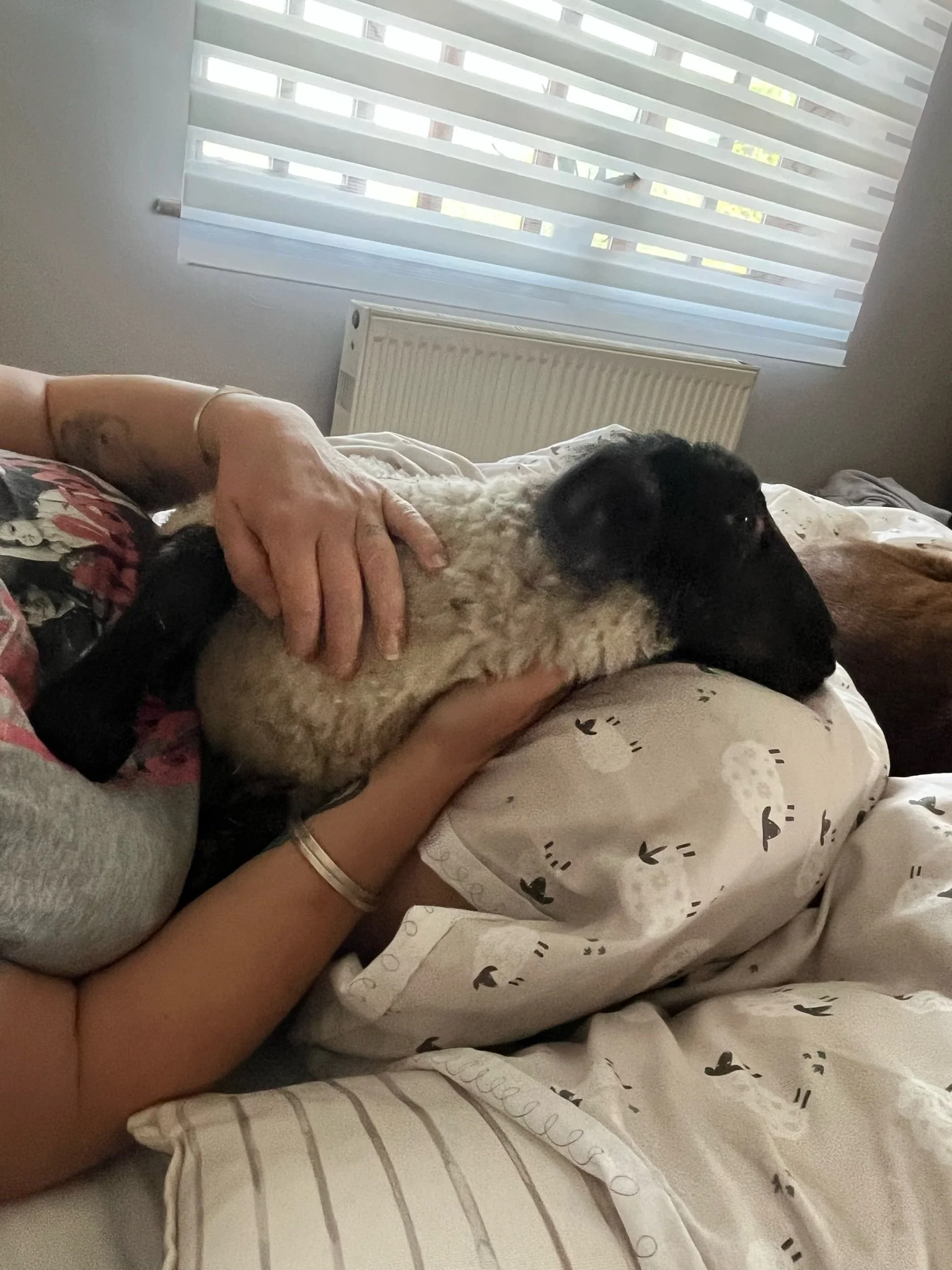 Person holding a black-headed sheep indoors on a bed with sheep-patterned sheets.