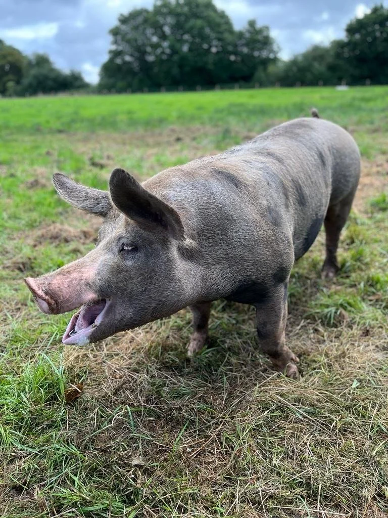 Pig standing in a grassy field with trees in the background.