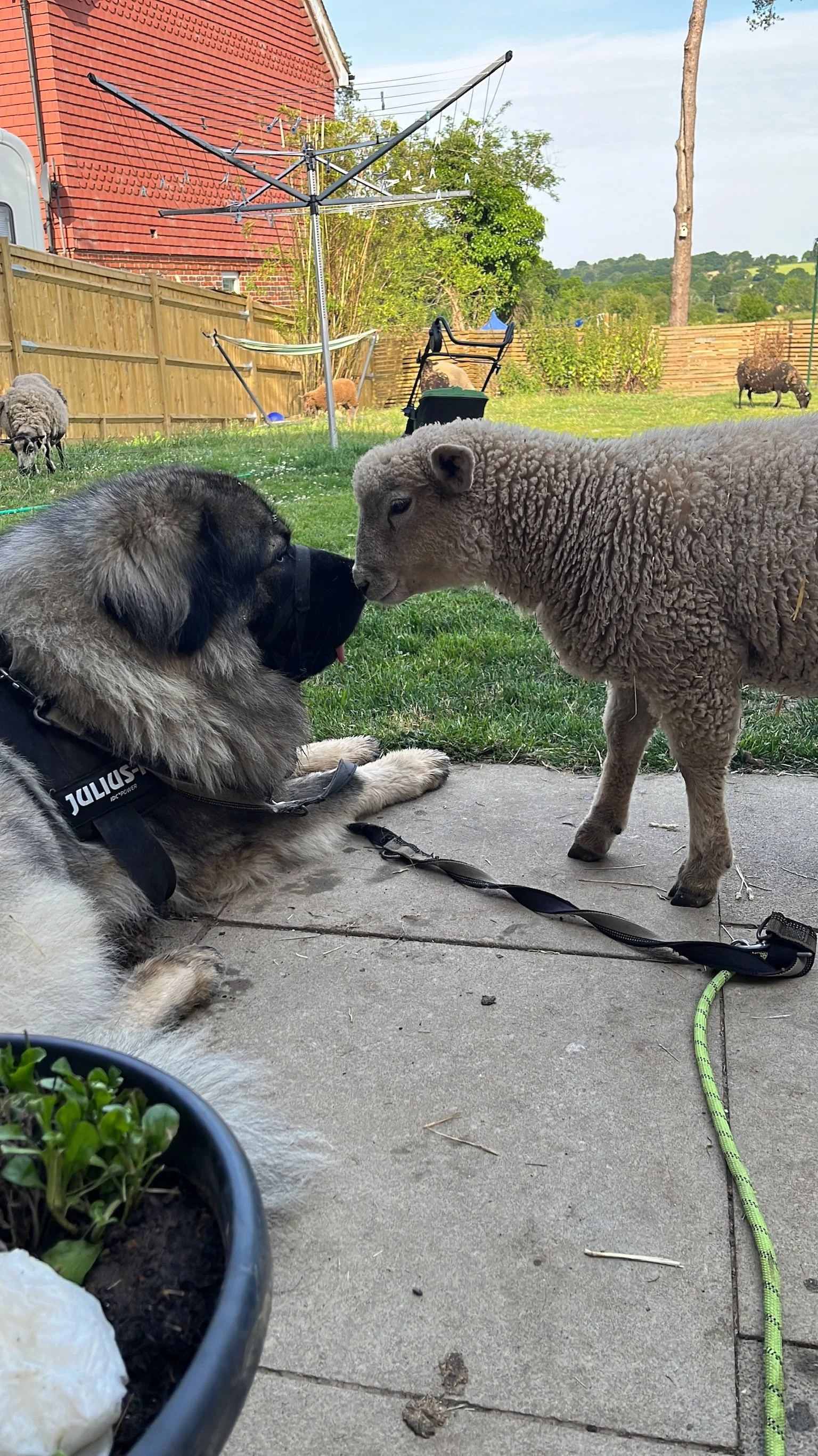 A large dog in a harness and a sheep touching noses on a patio, with a green lawn and a red brick house in the background.