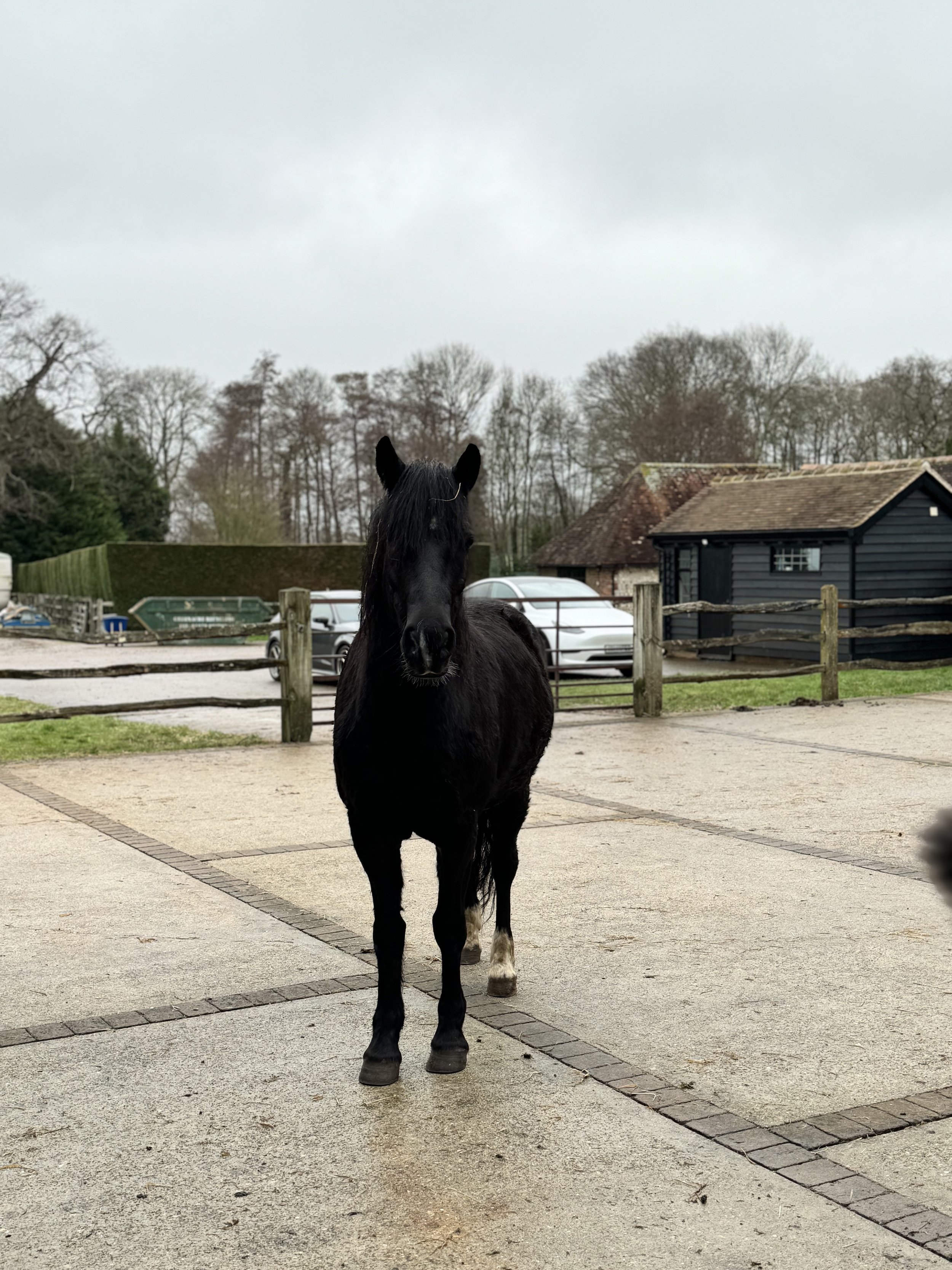 A black horse standing on a paved surface with trees and a wooden building in the background.