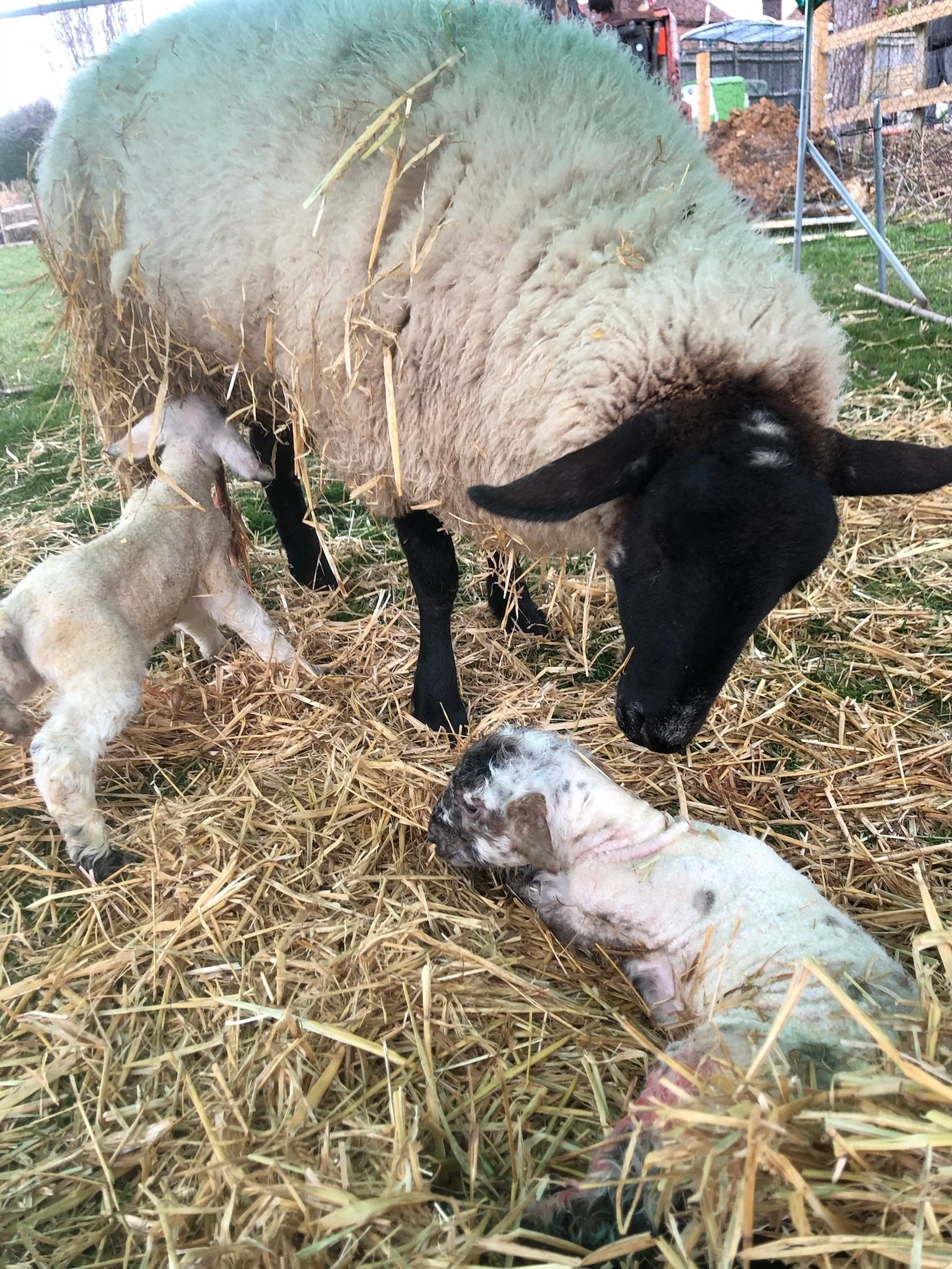 Newborn lamb with mother sheep in straw on farm.