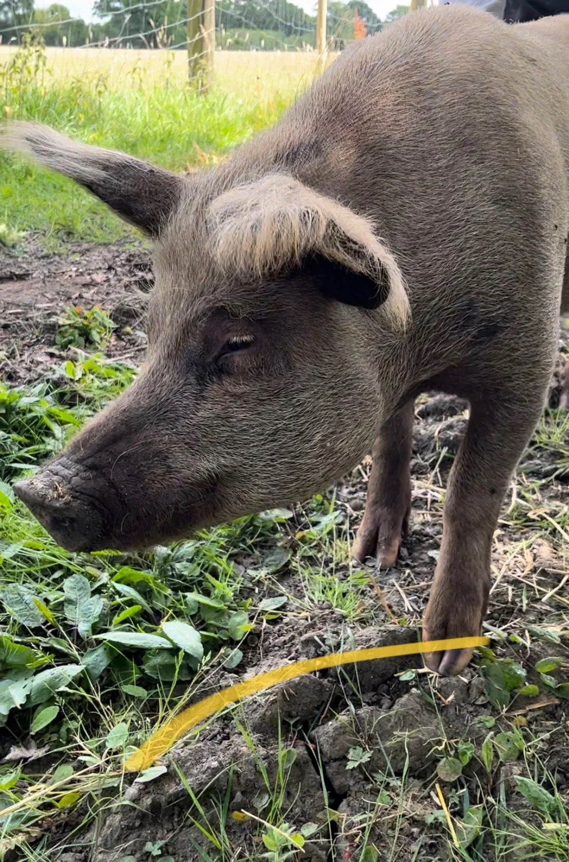 A brown pig standing on grassy ground outdoors.