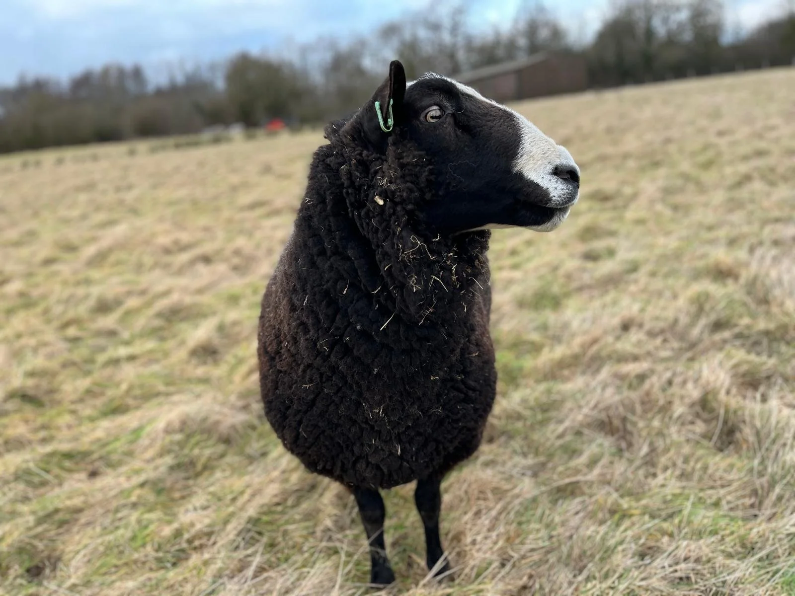 Black sheep with white face in a field of dry grass with trees in the background