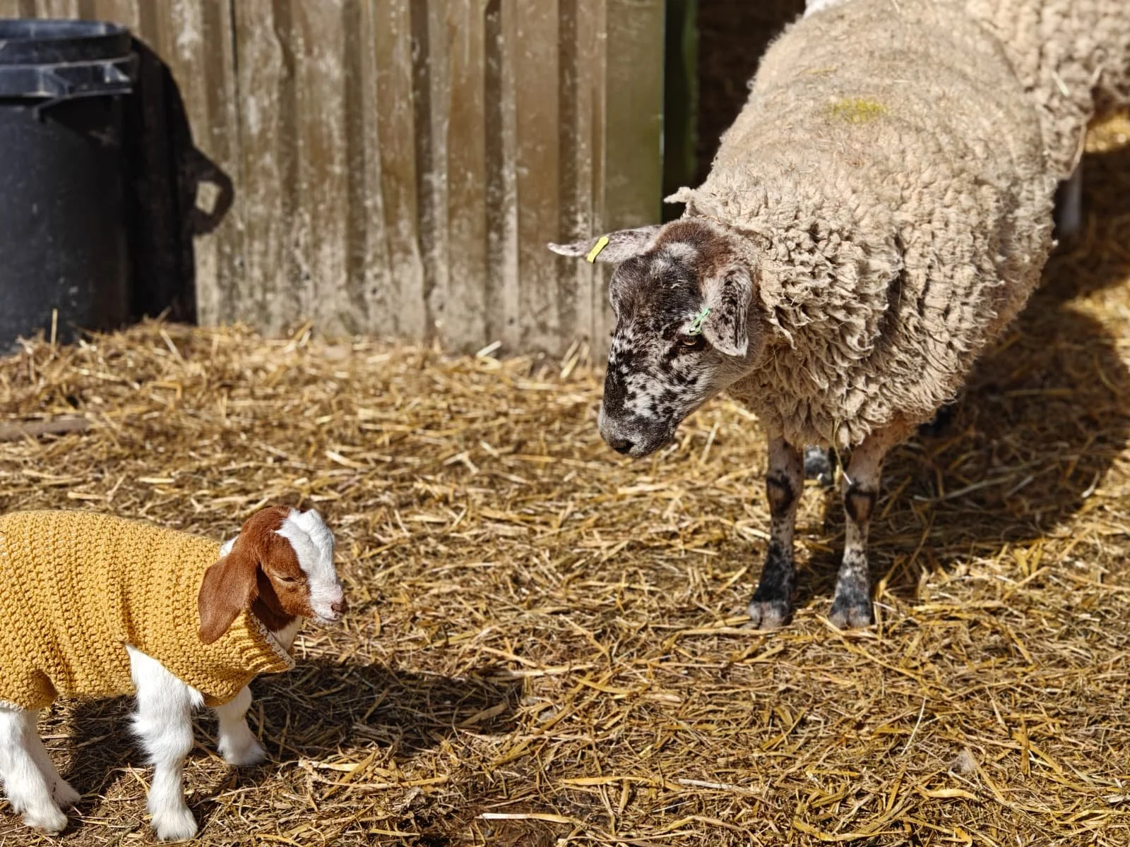 A small brown and white puppy wearing a yellow knit sweater stands on straw, facing a larger sheep with a curly fleece. The sheep is looking at the puppy, in a farm setting.