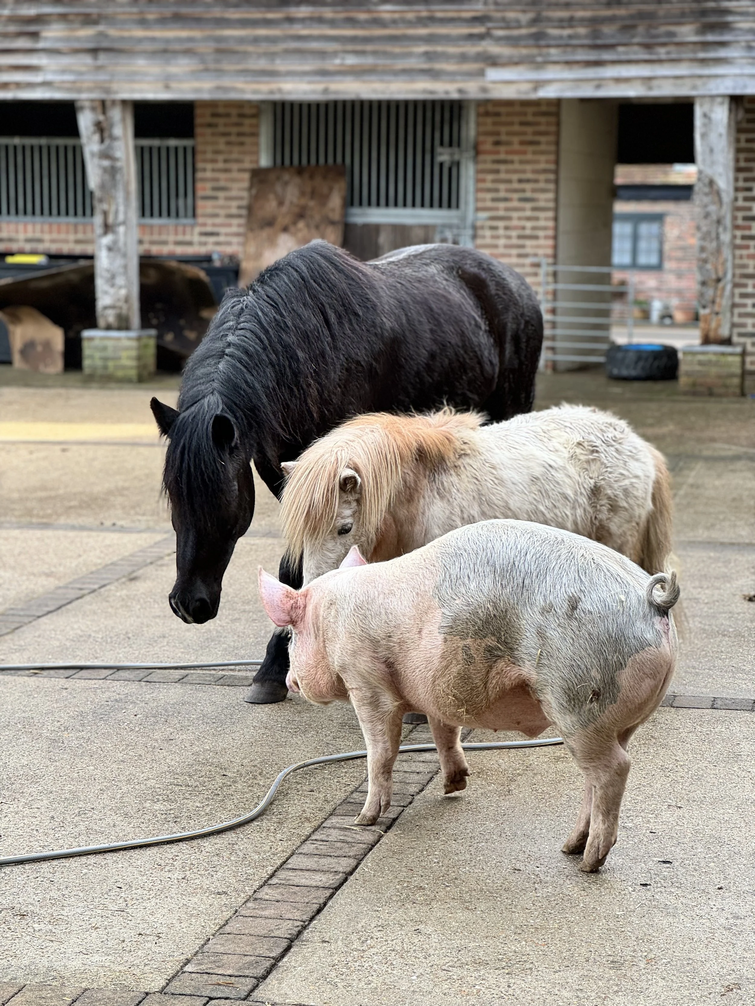 A pig and two ponies standing on a paved surface in front of a stable with wooden and brick walls.