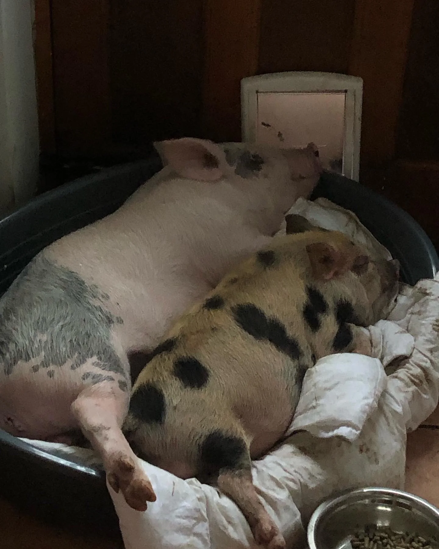 Two pigs lying together in a pet bed indoors, with a bowl of food nearby and a small door behind them.