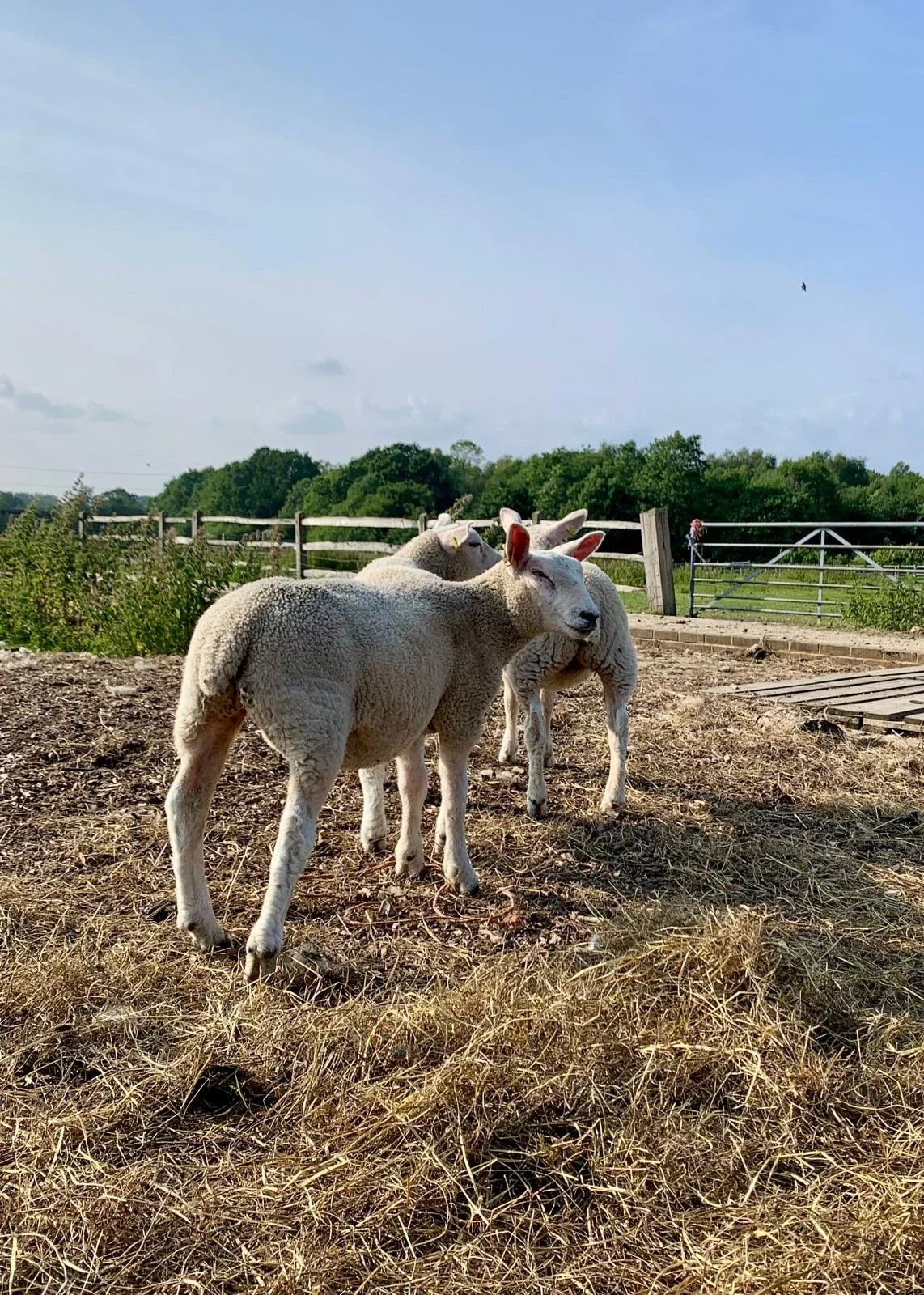 Three young sheep standing on hay in a farm yard, with a wooden fence and tree line in the background under a blue sky.