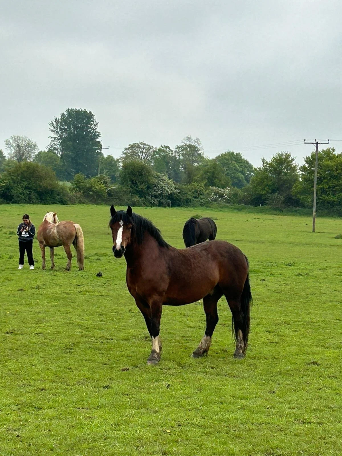 A group of horses standing on a grassy field with a person nearby, in a rural setting. There are trees and power lines in the background under a cloudy sky.
