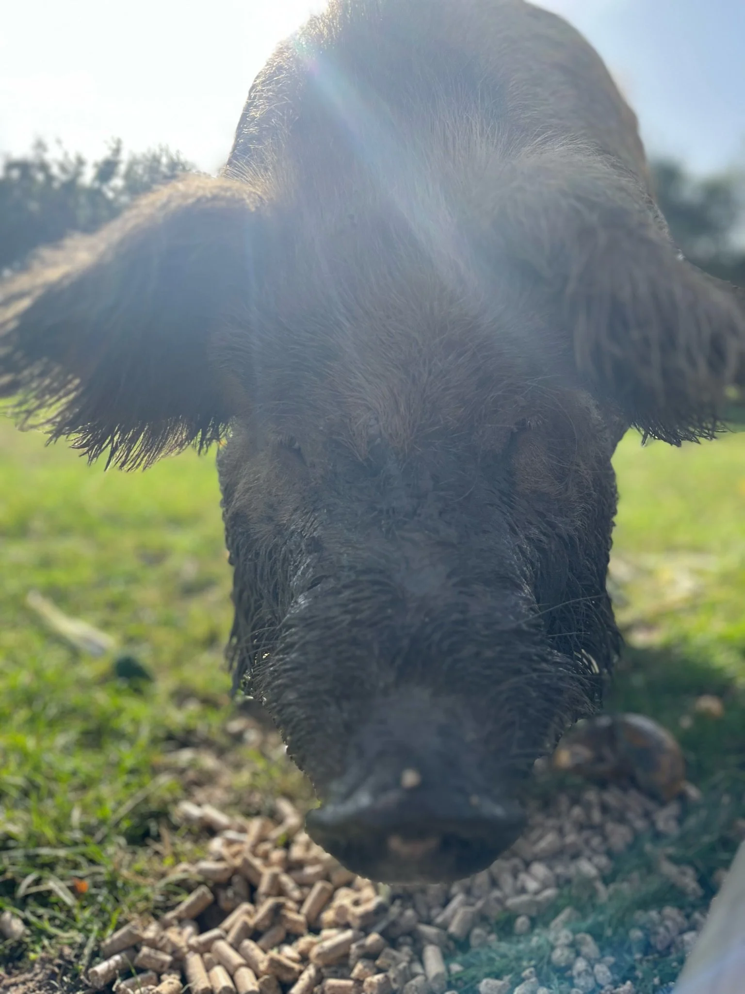 Close-up of a large pig eating pellets on grass in sunlight.