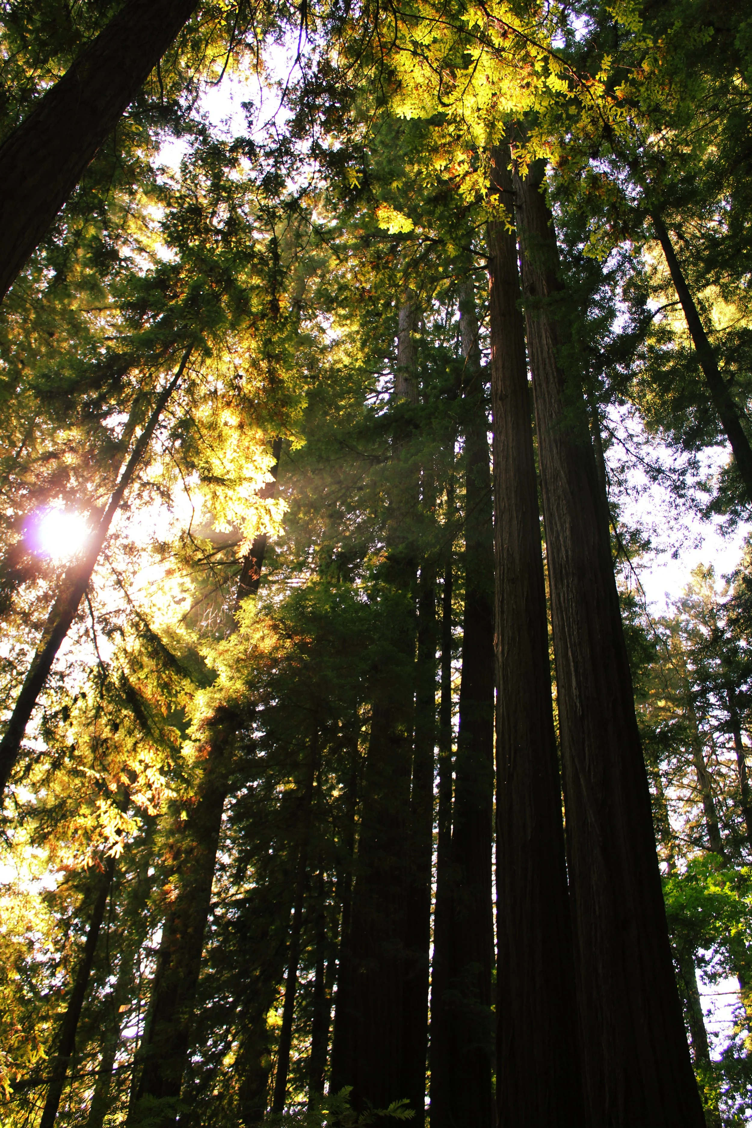 Natural Cathedral.jpg