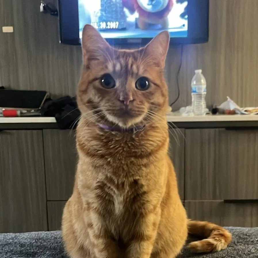 TAY story cat.jpg
