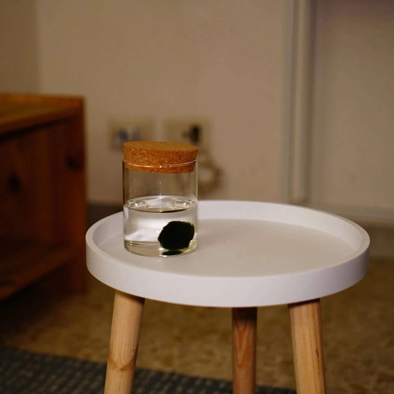 Dettaglio dello studio di Francesco Turco con una pianta verde in un barattolo di vetro