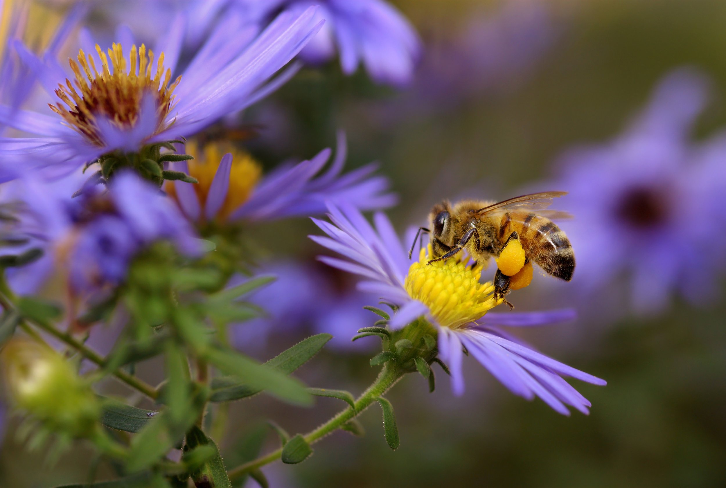 Pollinator Frenzy: A Celebration of Native Pollinators