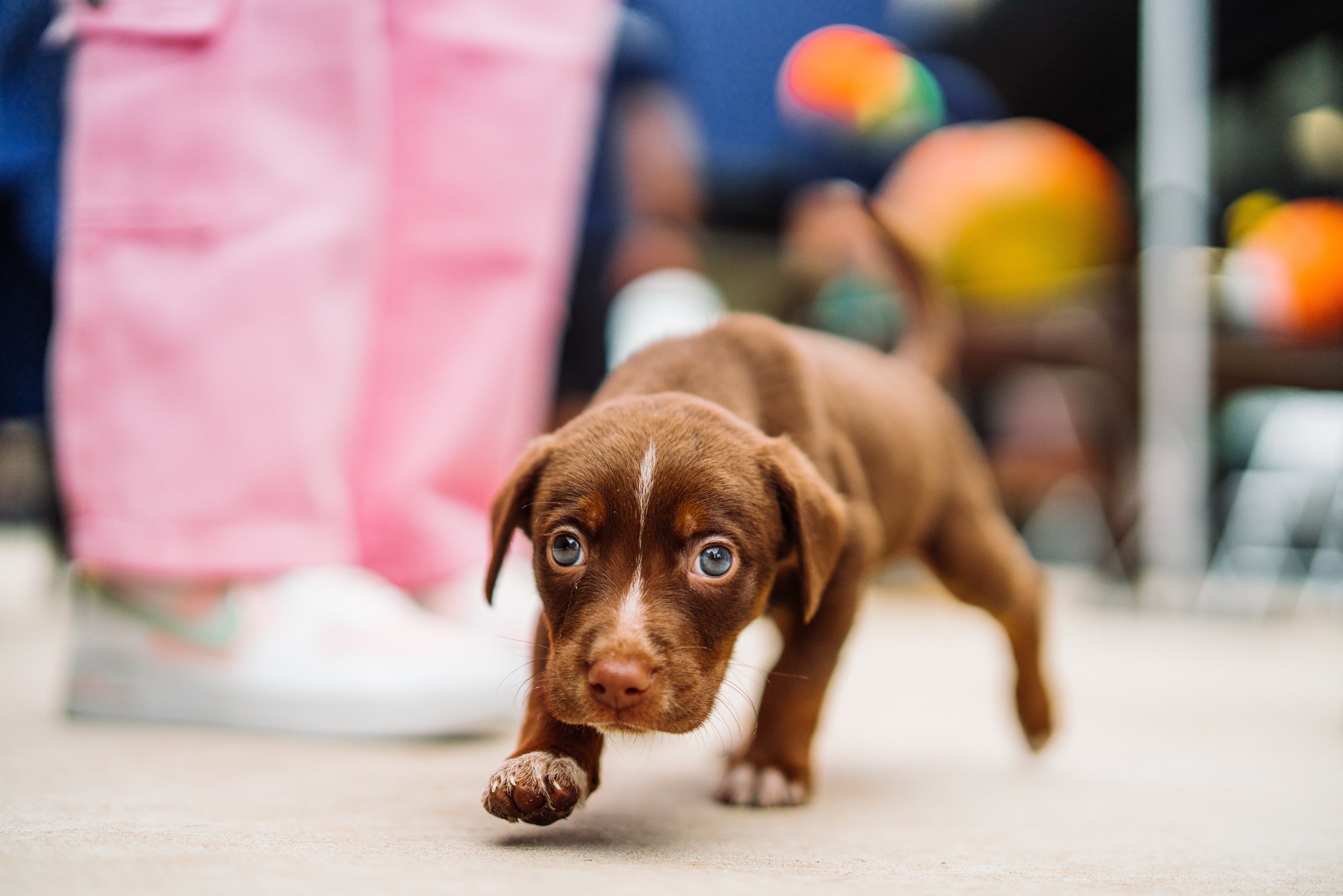 Austin Mega Merry Adoption Weekend austin-mega-merry-adoption-weekend