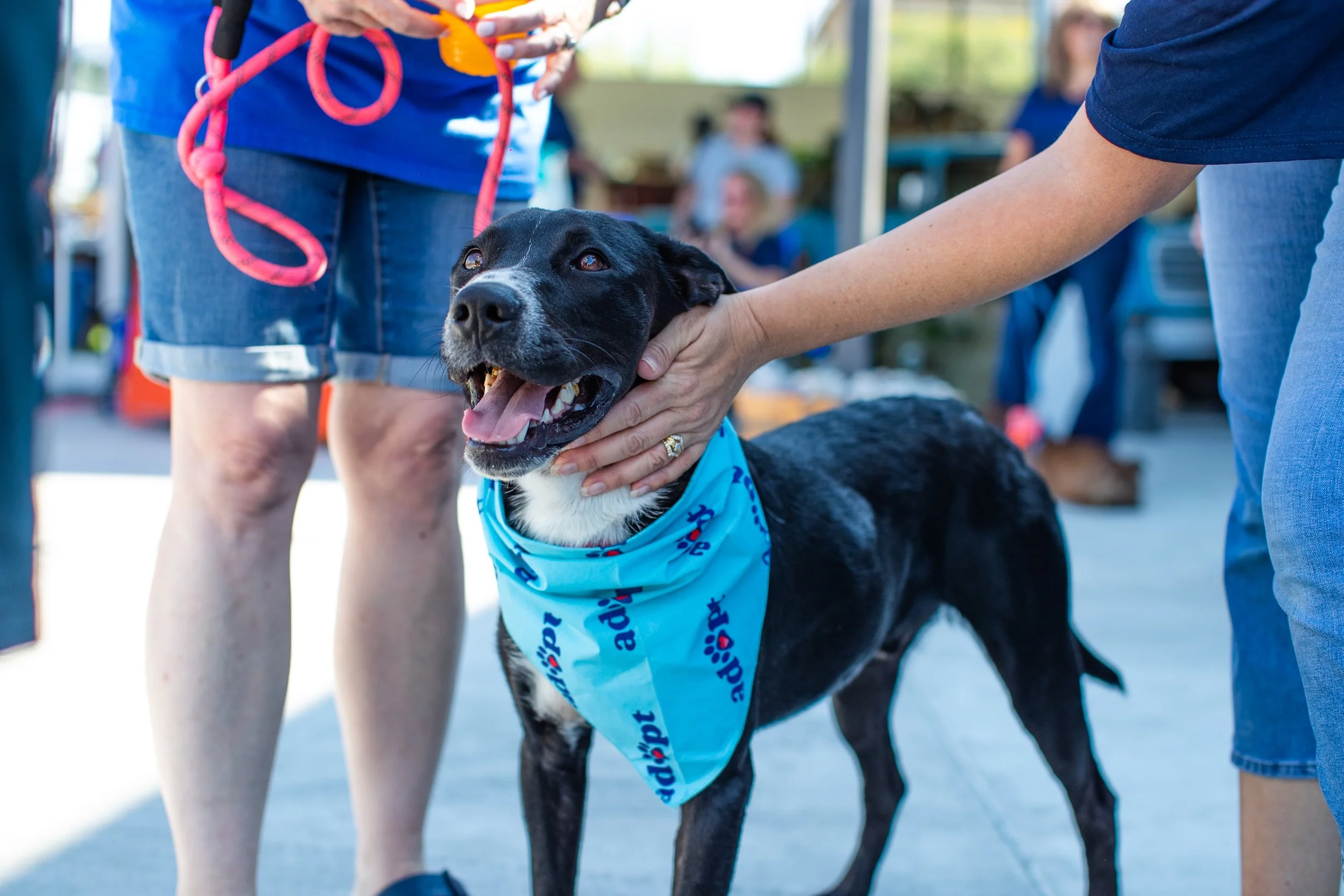 Miami Ft Lauderdale Mega Merry Adoption Weekend miami-ft-lauderdale-mega-merry-adoption-weekend