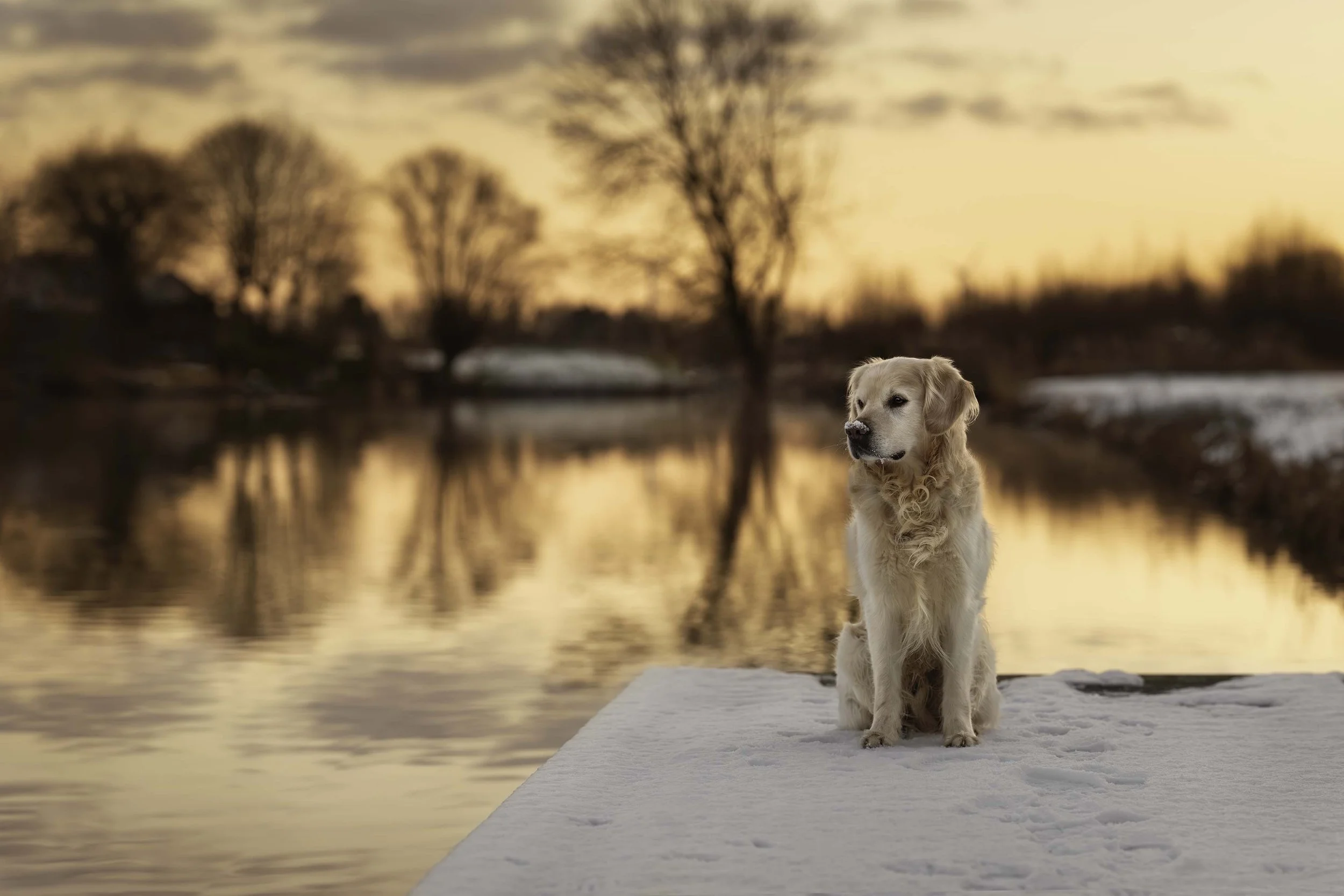 Tips voor honden fotograferen