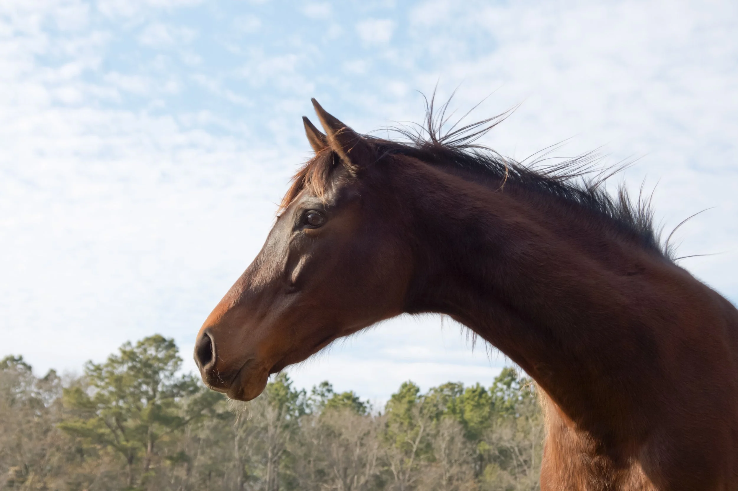Ivordance | Ehrhardt, SC