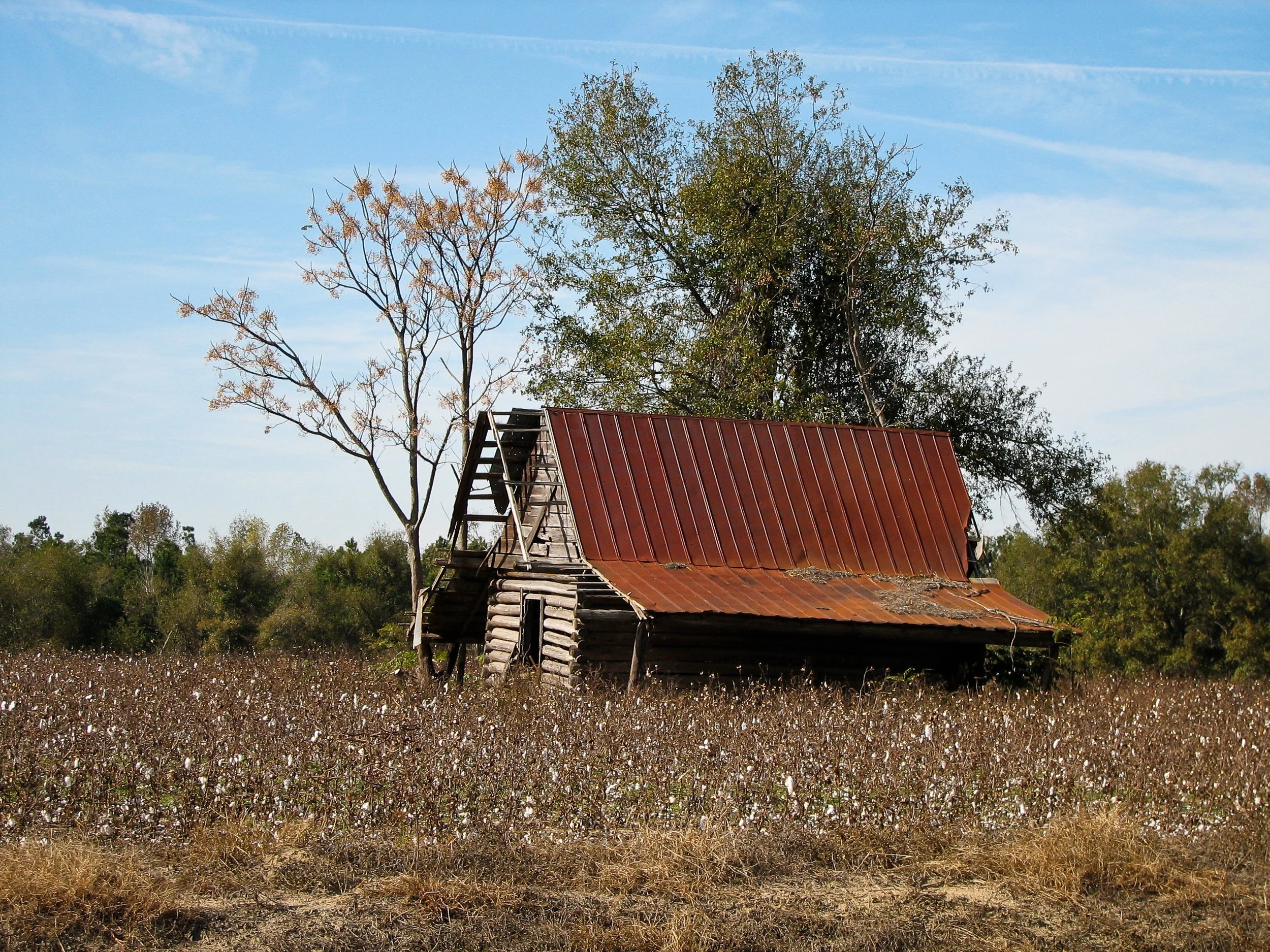 A barn in the middle of a cotton field.