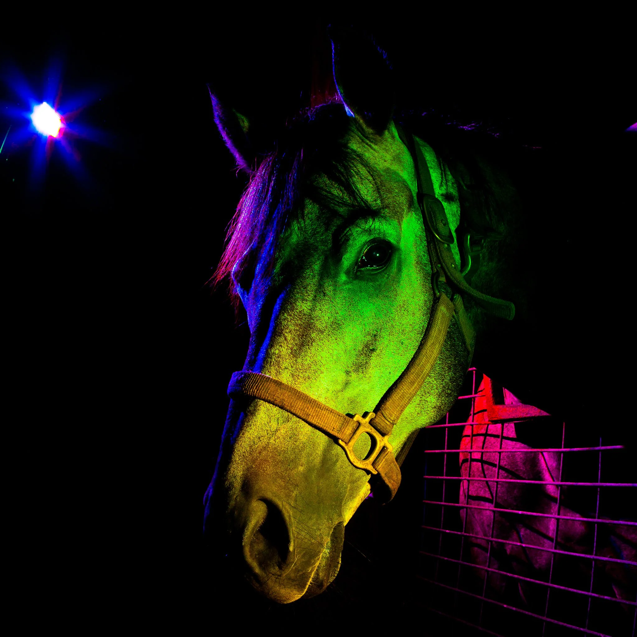Horsing Around | September 9, 2018