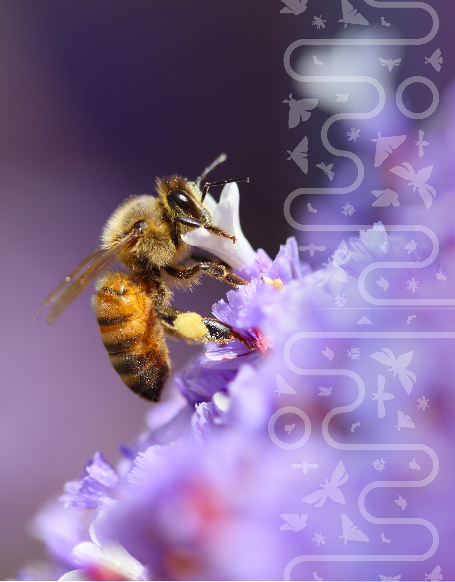 A close-up of a bee collecting pollen on a purple flower with a dark background and a semi-transparent overlay of various butterfly and insect silhouettes on the right side.