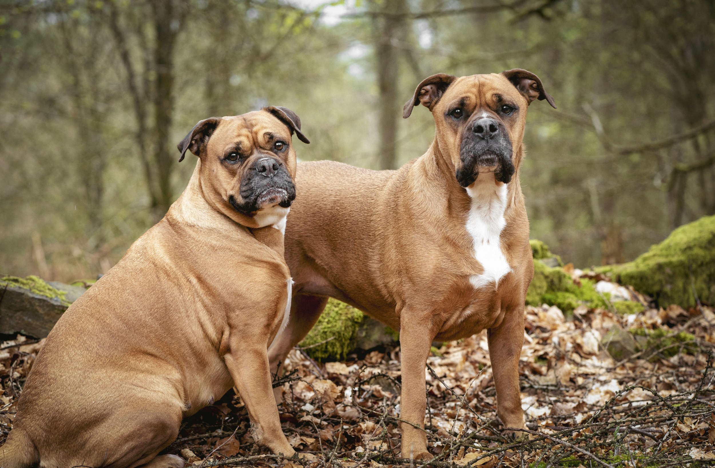 Edited Lily & Daisy 2.jpg