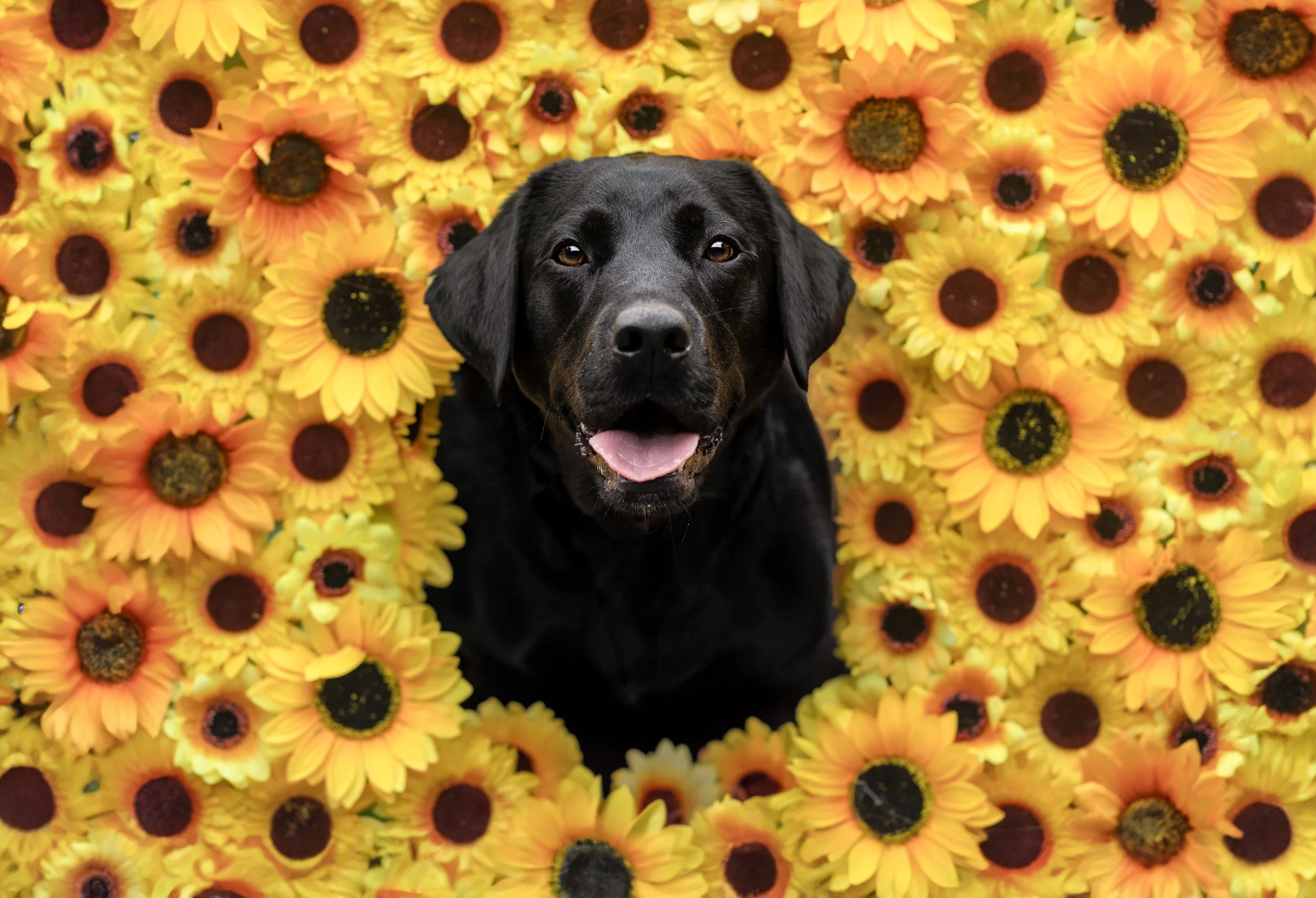 Lola Edit.jpg