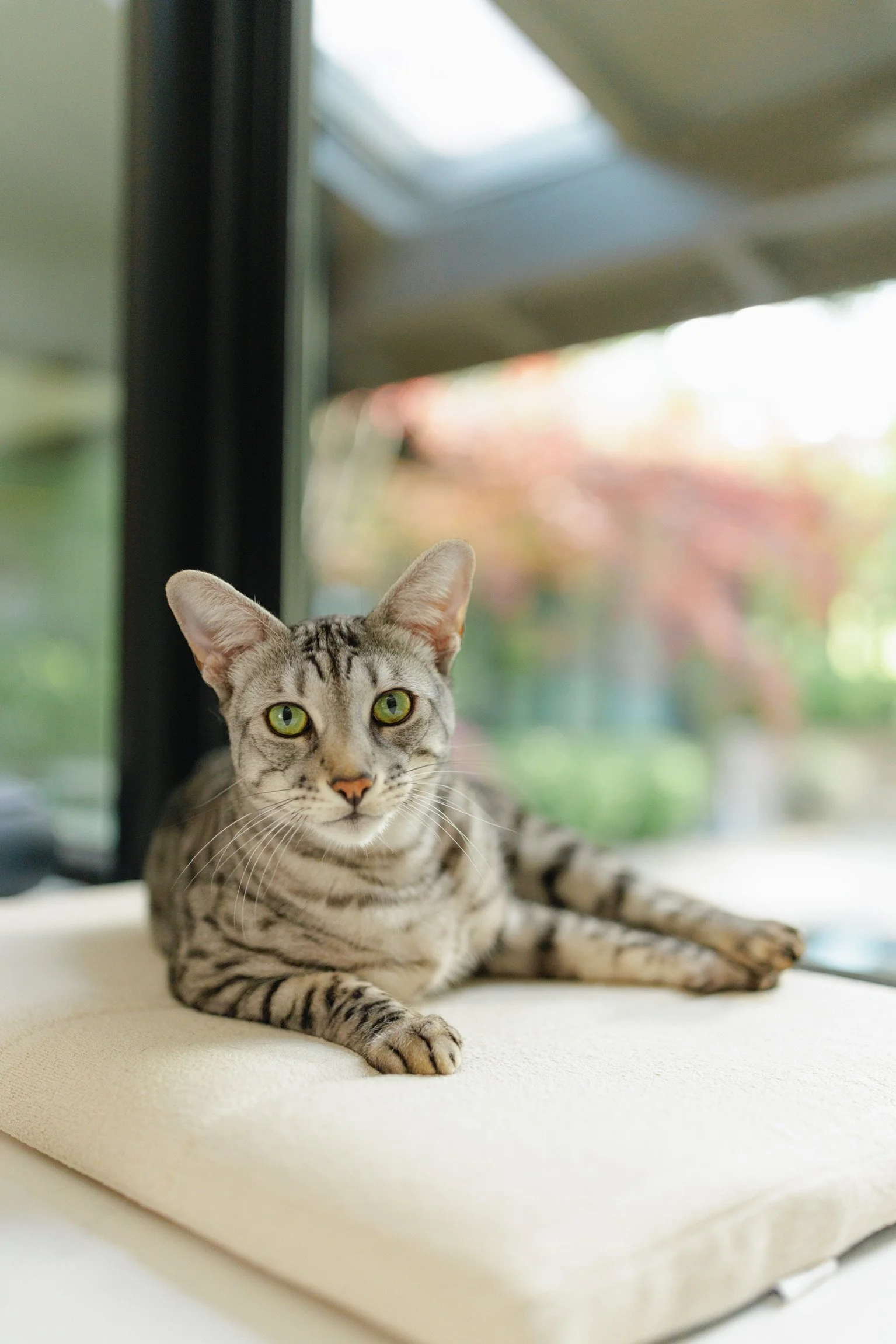 Cat with dot art