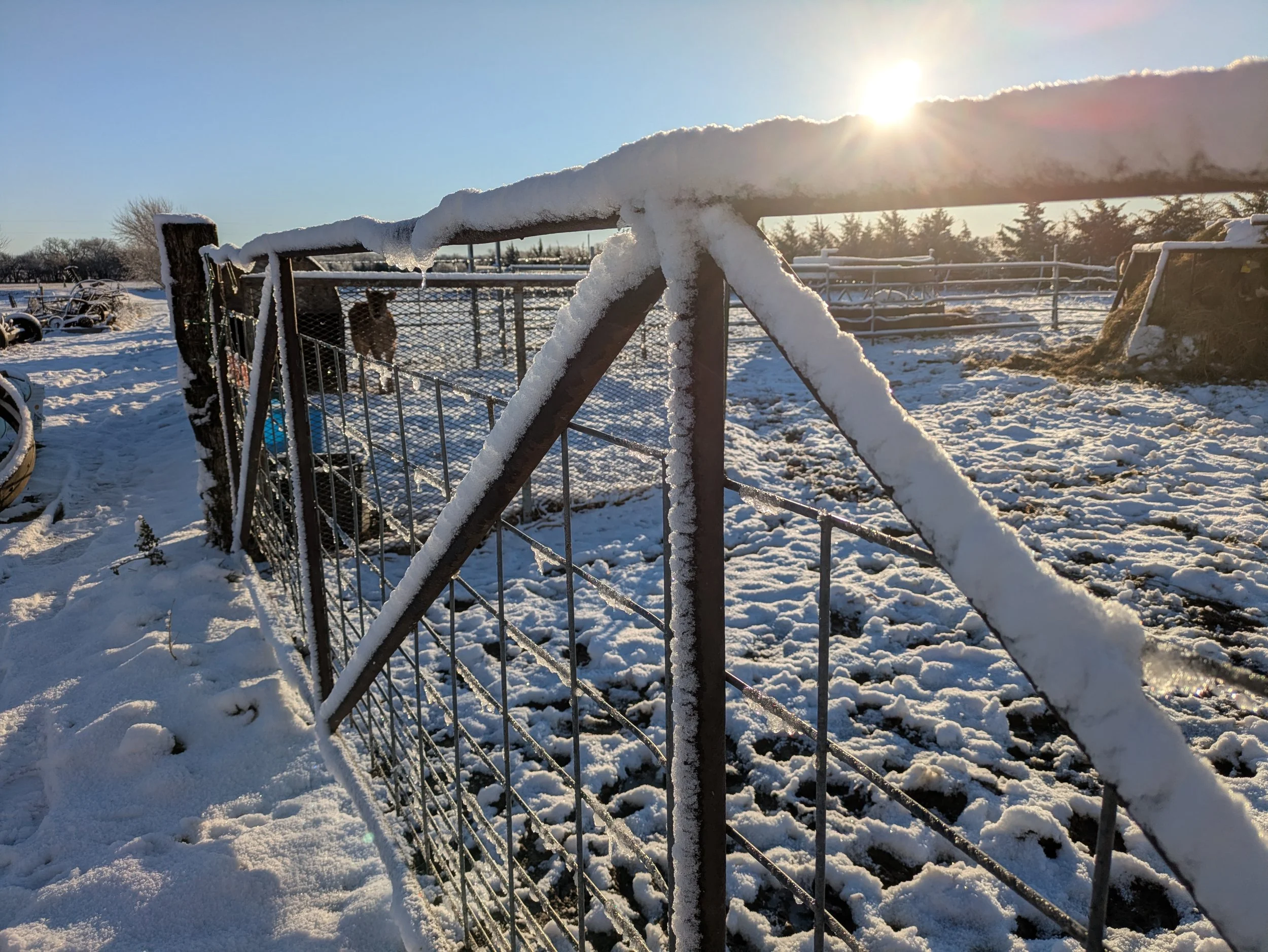 snow on gate.jpg