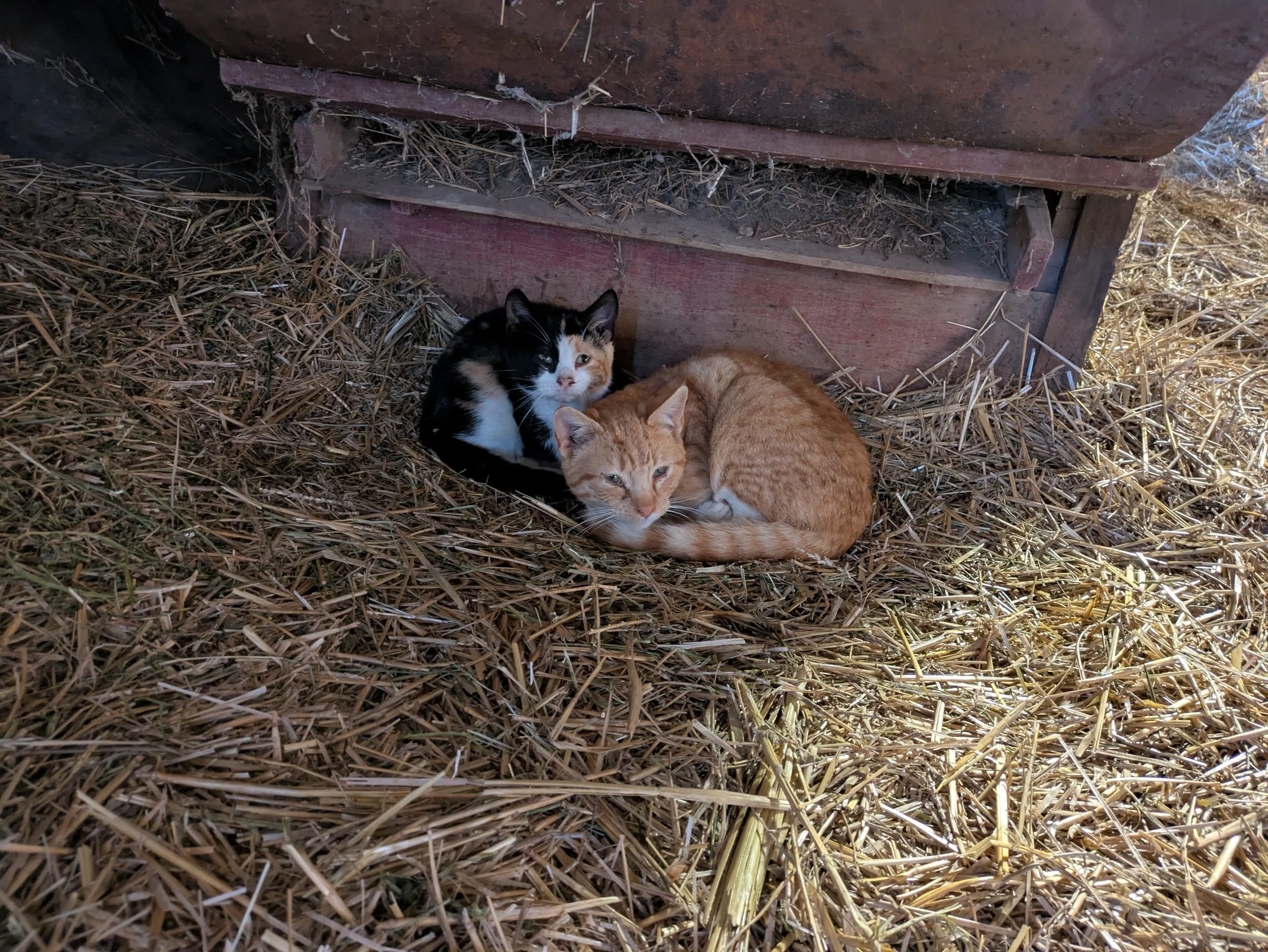 kittens sleeping in barn.jpg