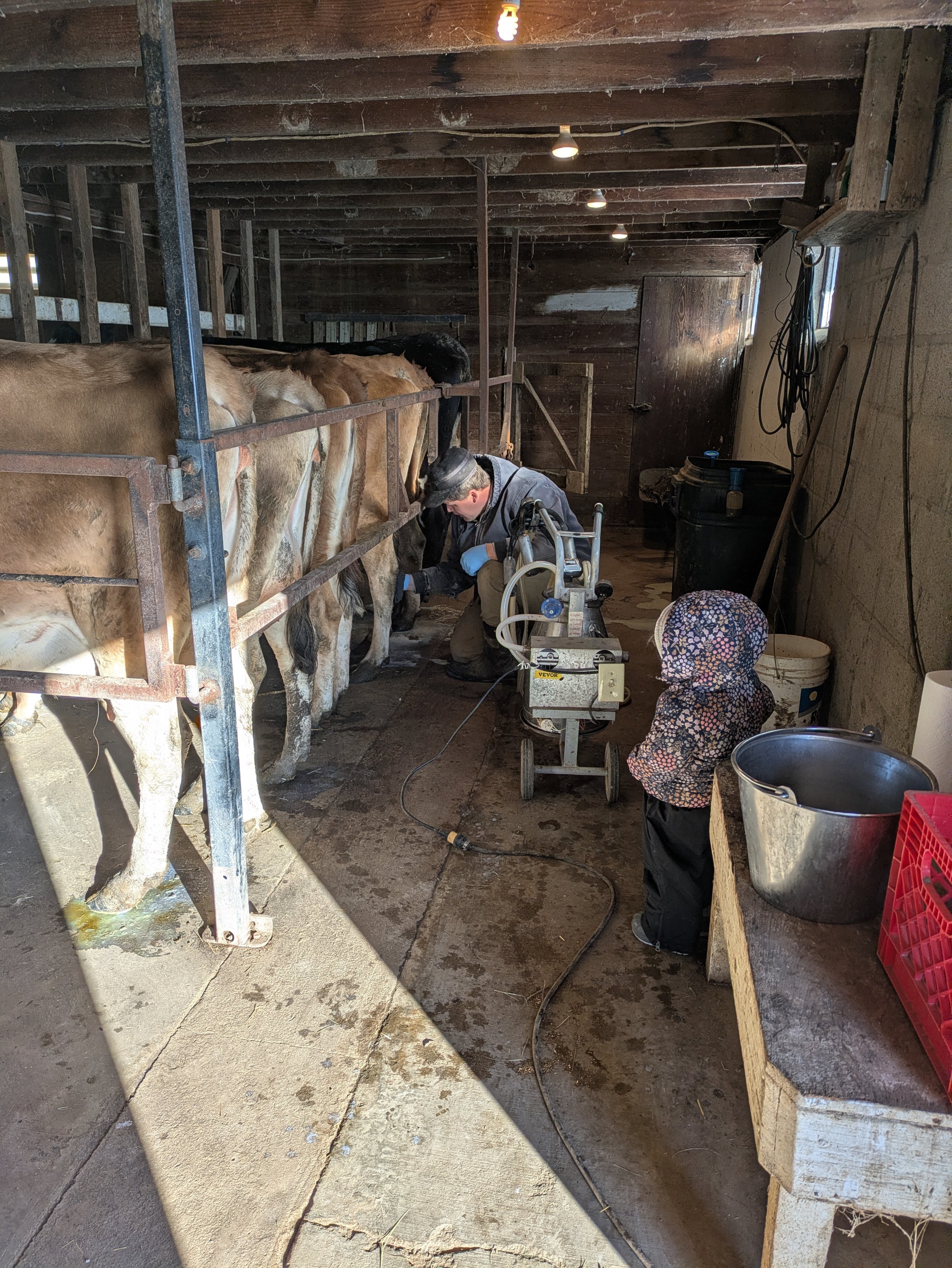Tim and Bekah Milking.jpg