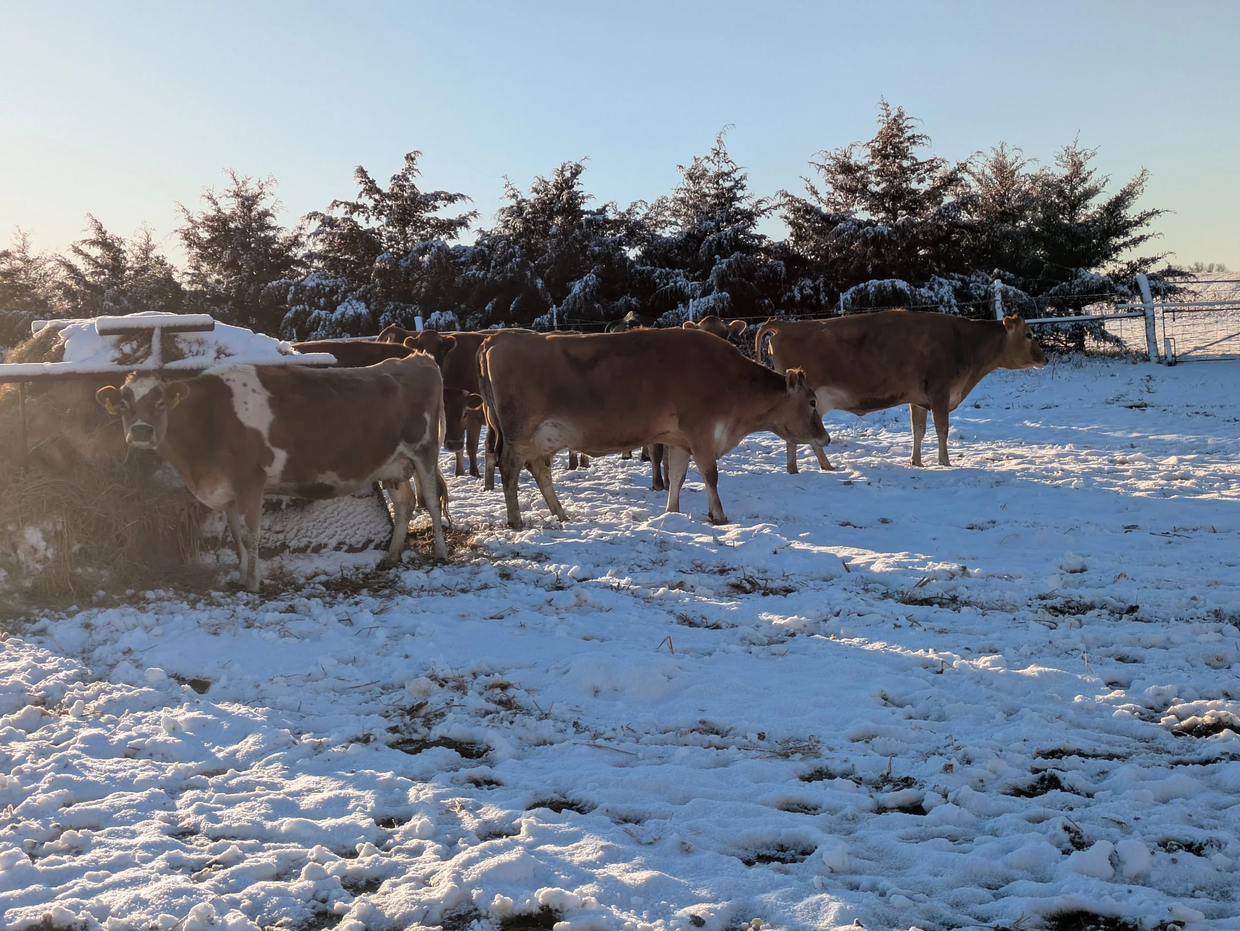 Cows around bale.jpg