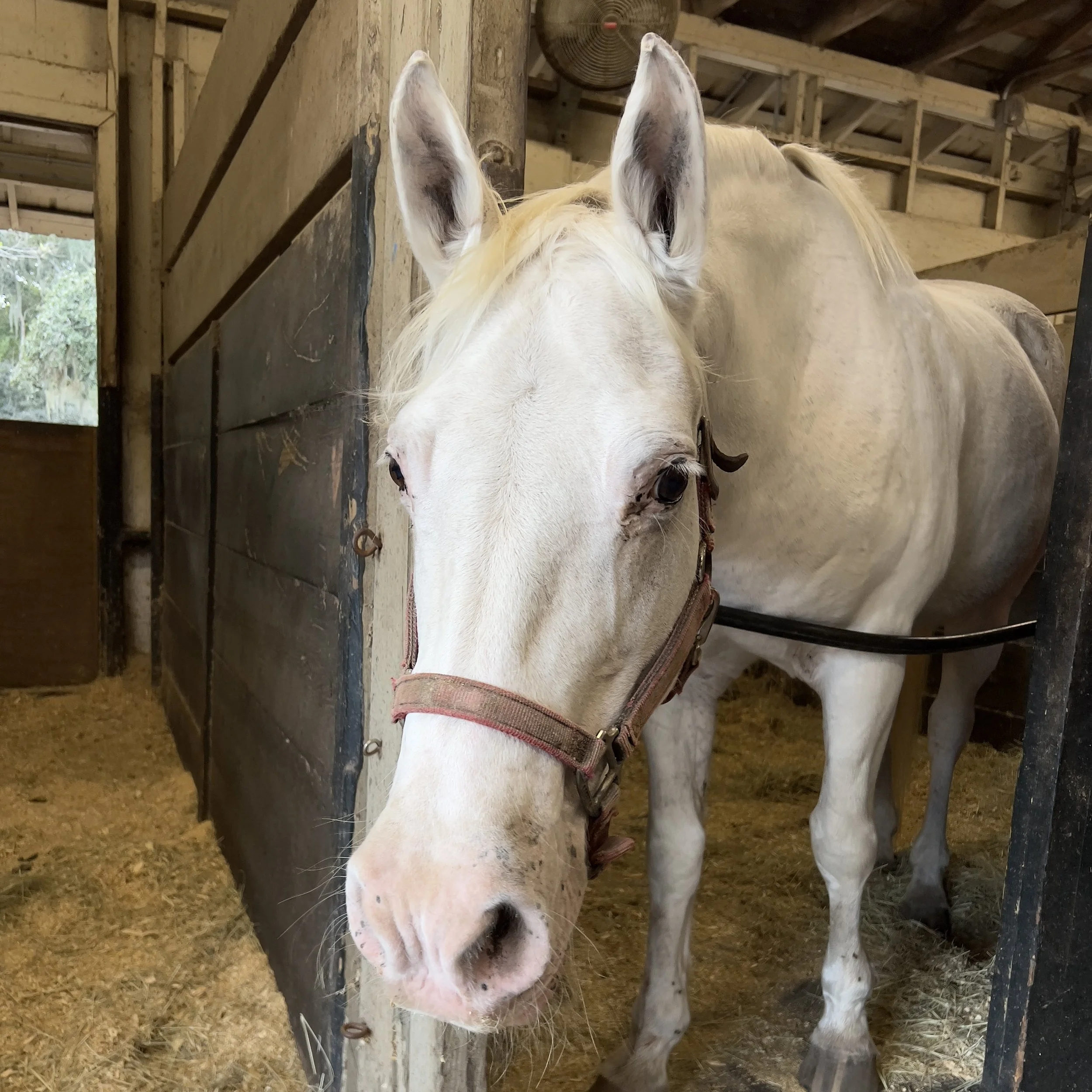 Naomi | Stable Nights | Moss Creek Equestrian Center
