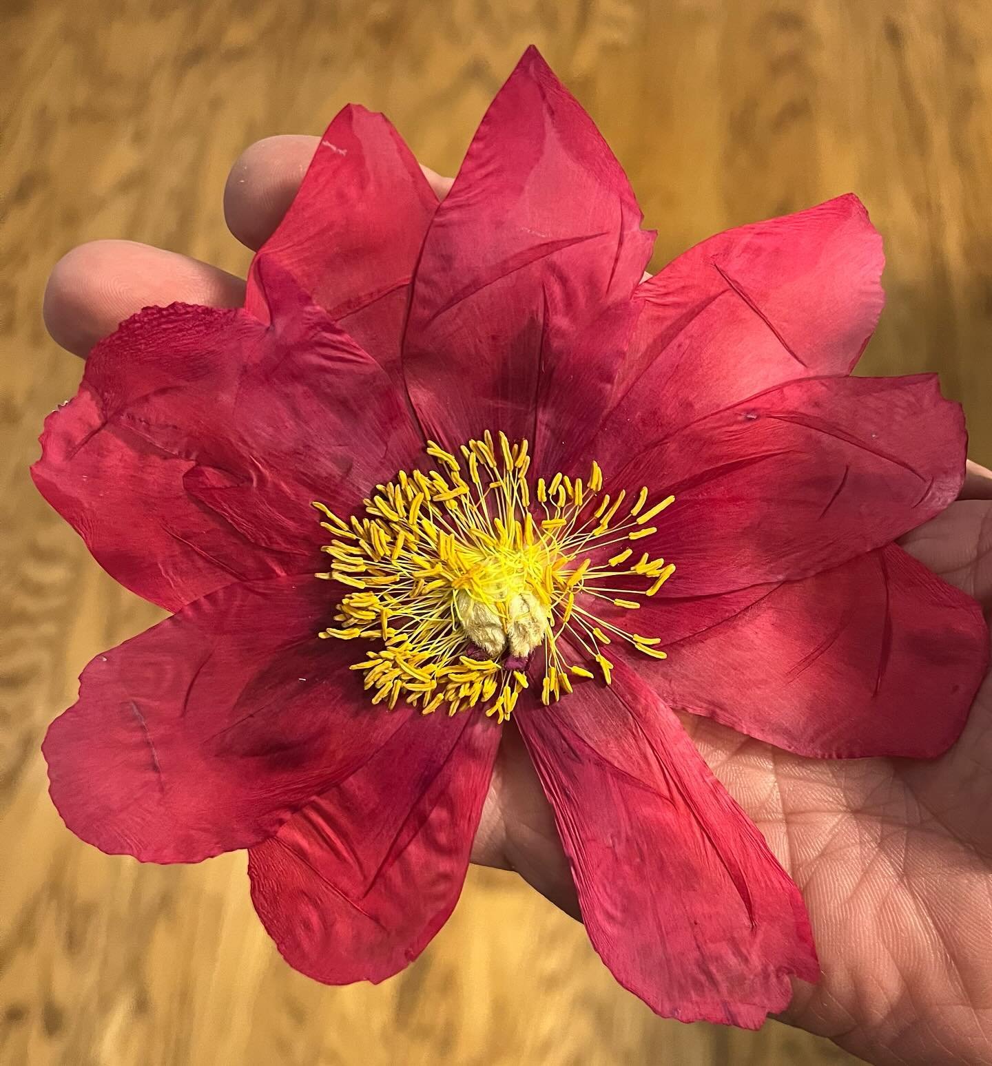 Just look at the color and dimension on this pressed peony. I&rsquo;m growing them and pressing one at a time as they bloom so I can perfect my technique on more complex flowers before I offer bridal bouquet preservation. I think I have color preserv