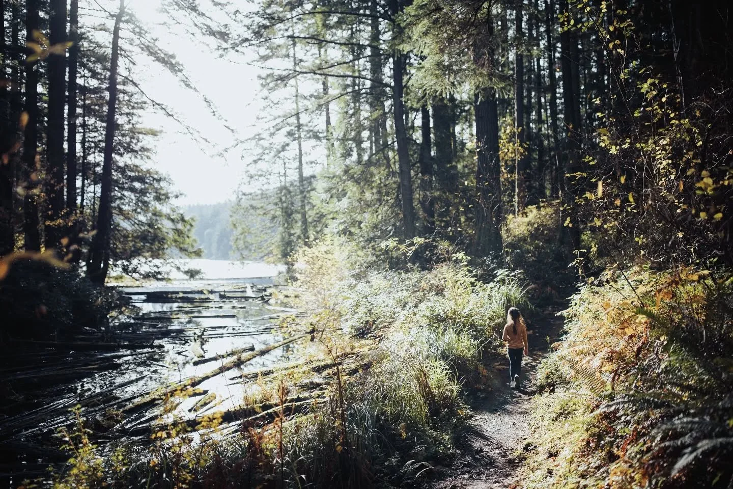 🌲⛰️🌲