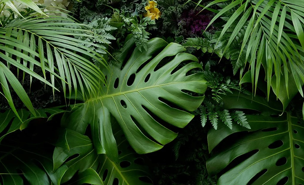 grow-bold-and-beautiful-tropical-plants-this-summer-2022-step-1.jpg