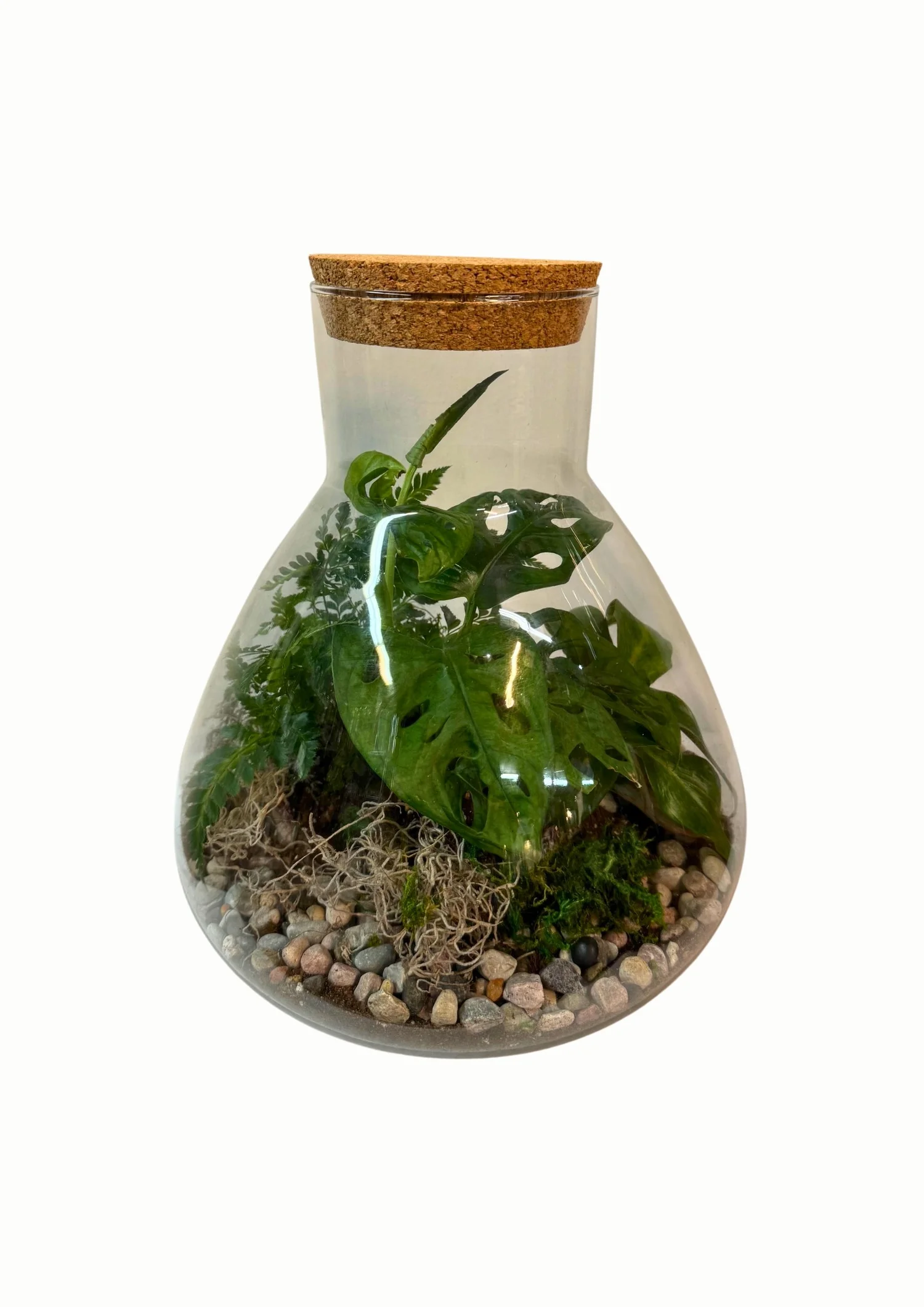 Large Glass Terrarium with Tropical Plants  The Petal and The Stem