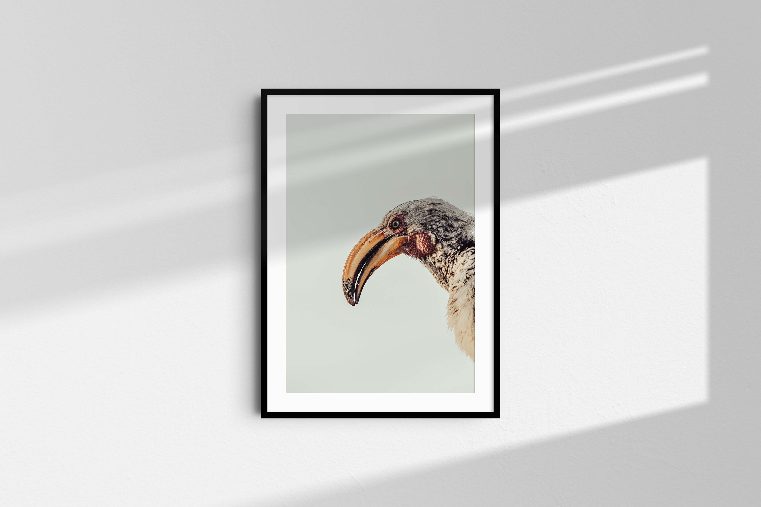 Hornbill 1