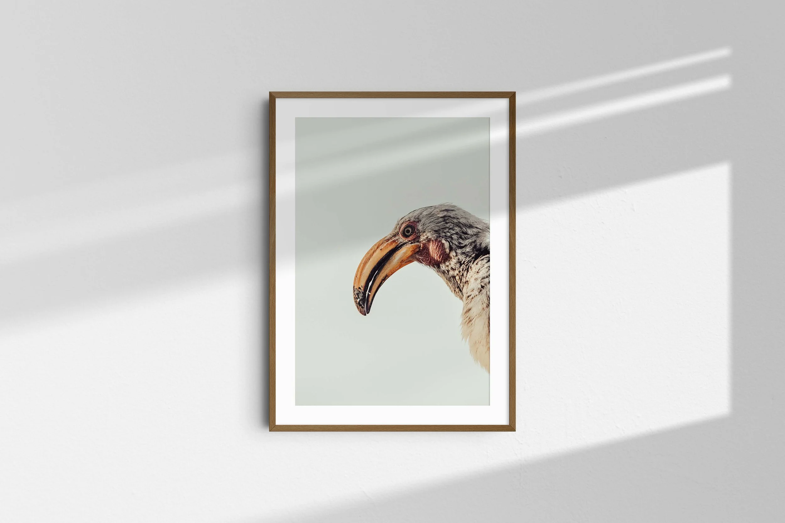 Hornbill 4