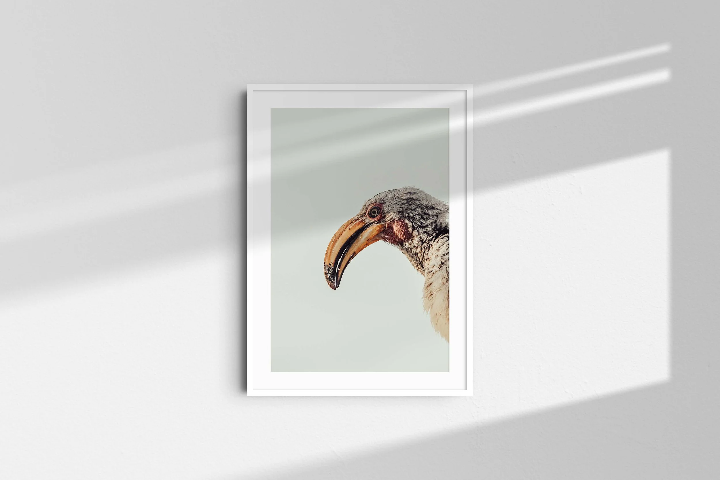 Hornbill 2