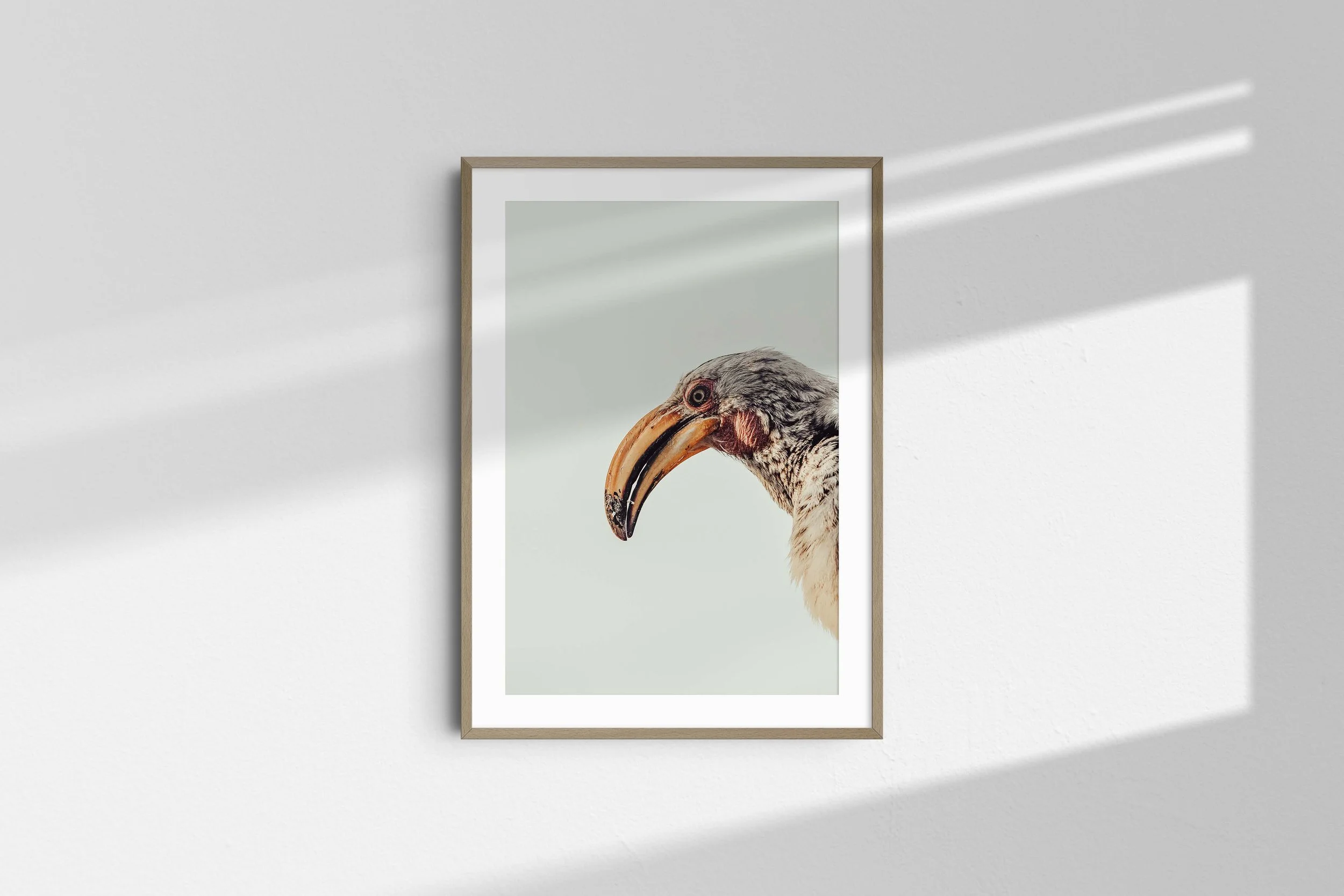 Hornbill 3