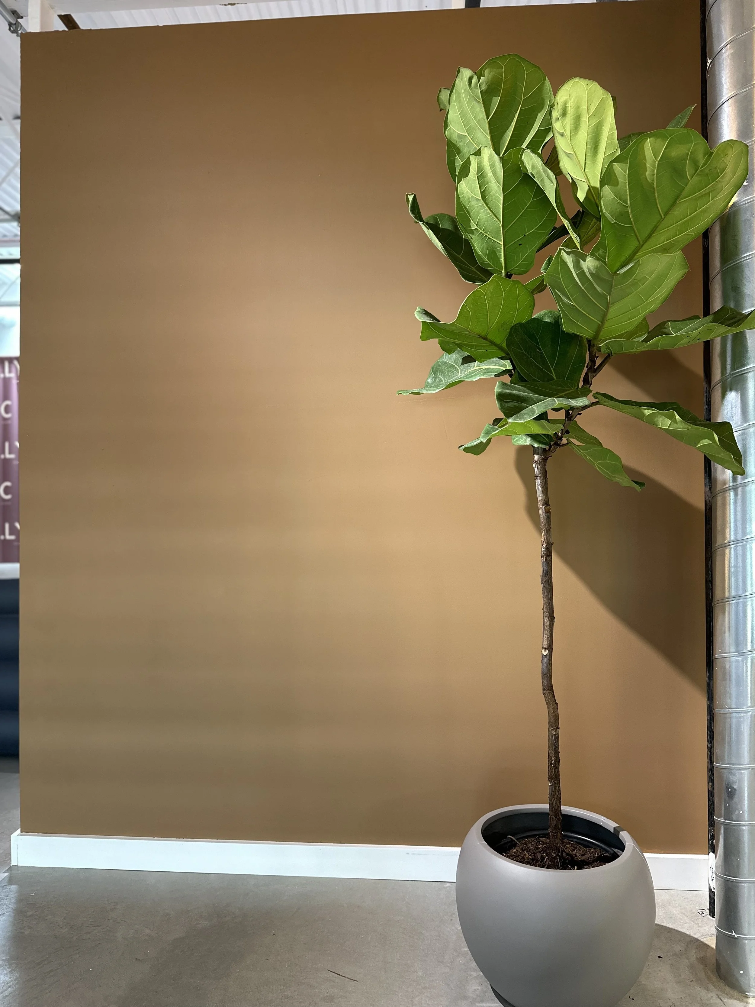 A tall potted ficus tree with broad green leaves in a round grey planter, placed indoors near a brown wall and metallic pipe.